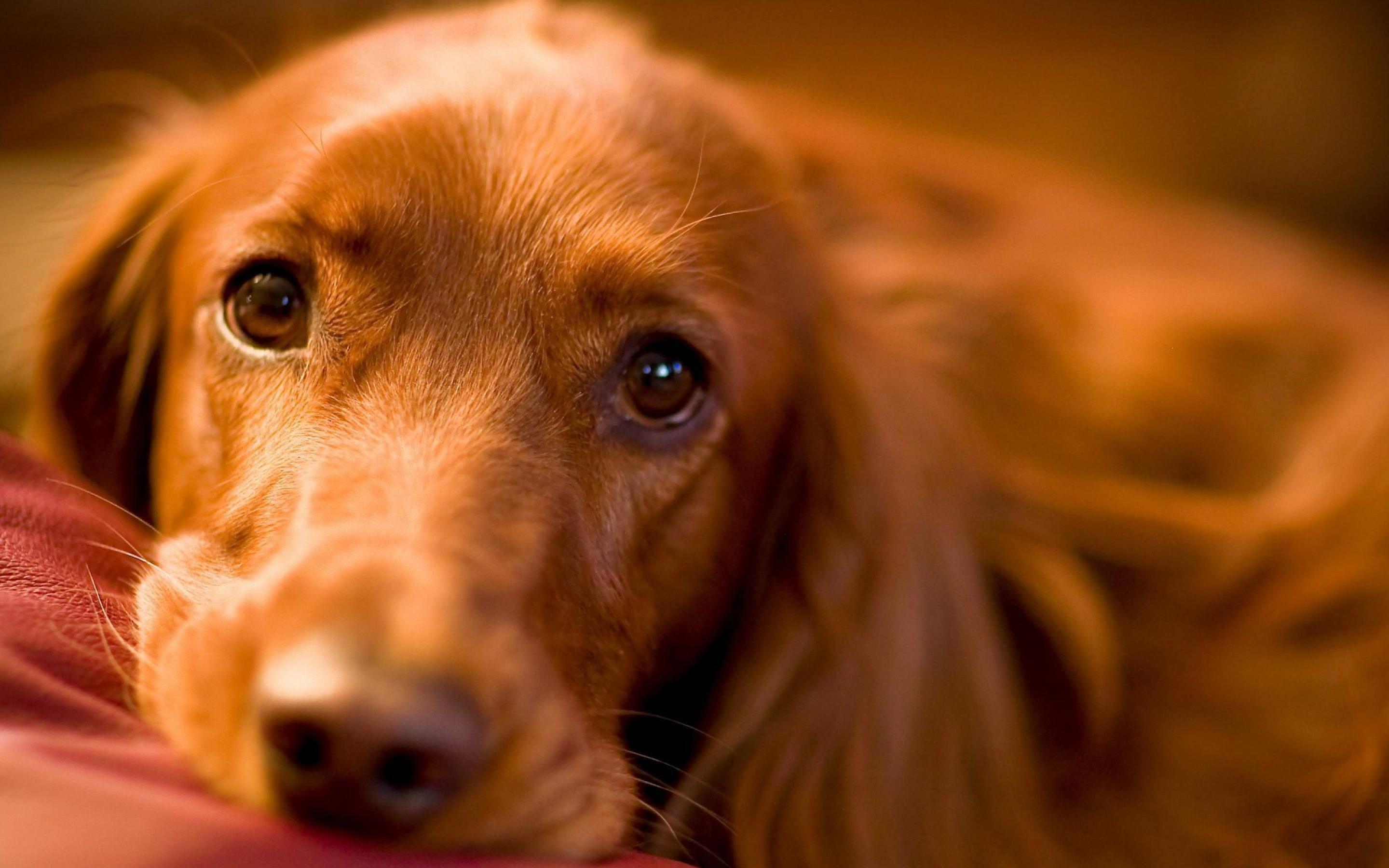 2880x1800 Dog Wallpaper HD