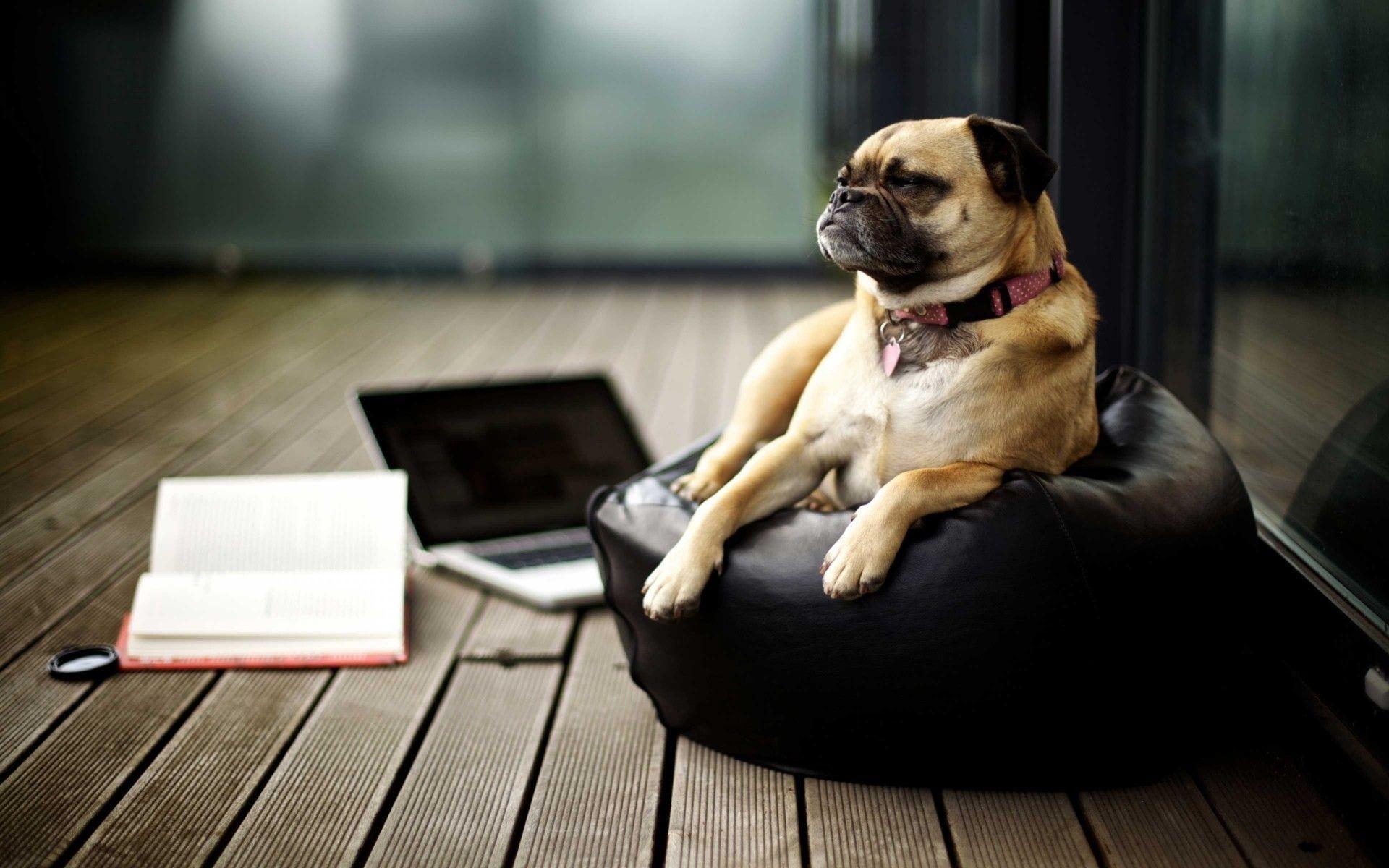 1920x1200 dogs desktop wallpaper for windows 10