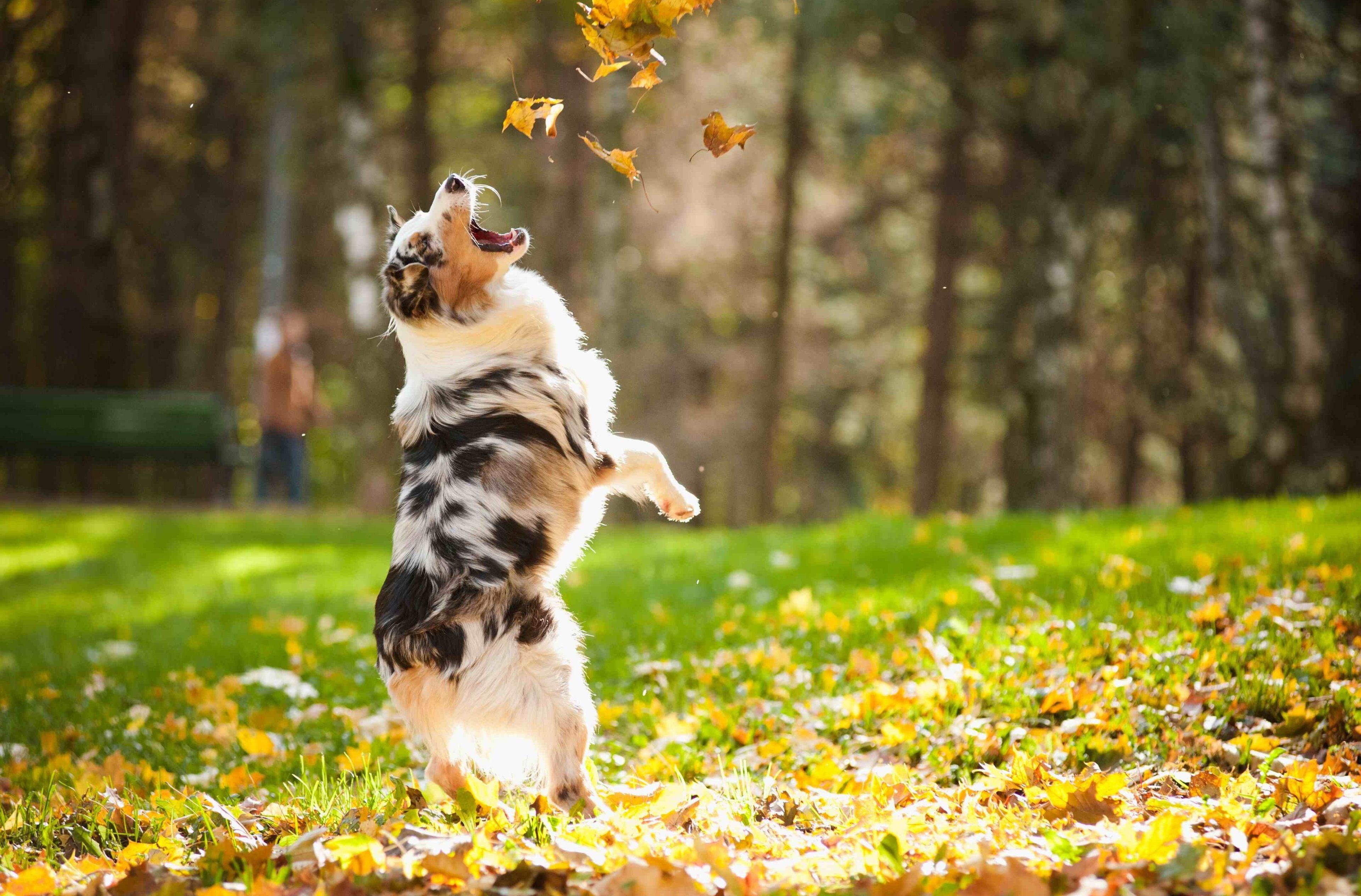 3840x2528 3840x2528 dog 4k free desktop wallpaper. Mocah.org HD Wallpaper