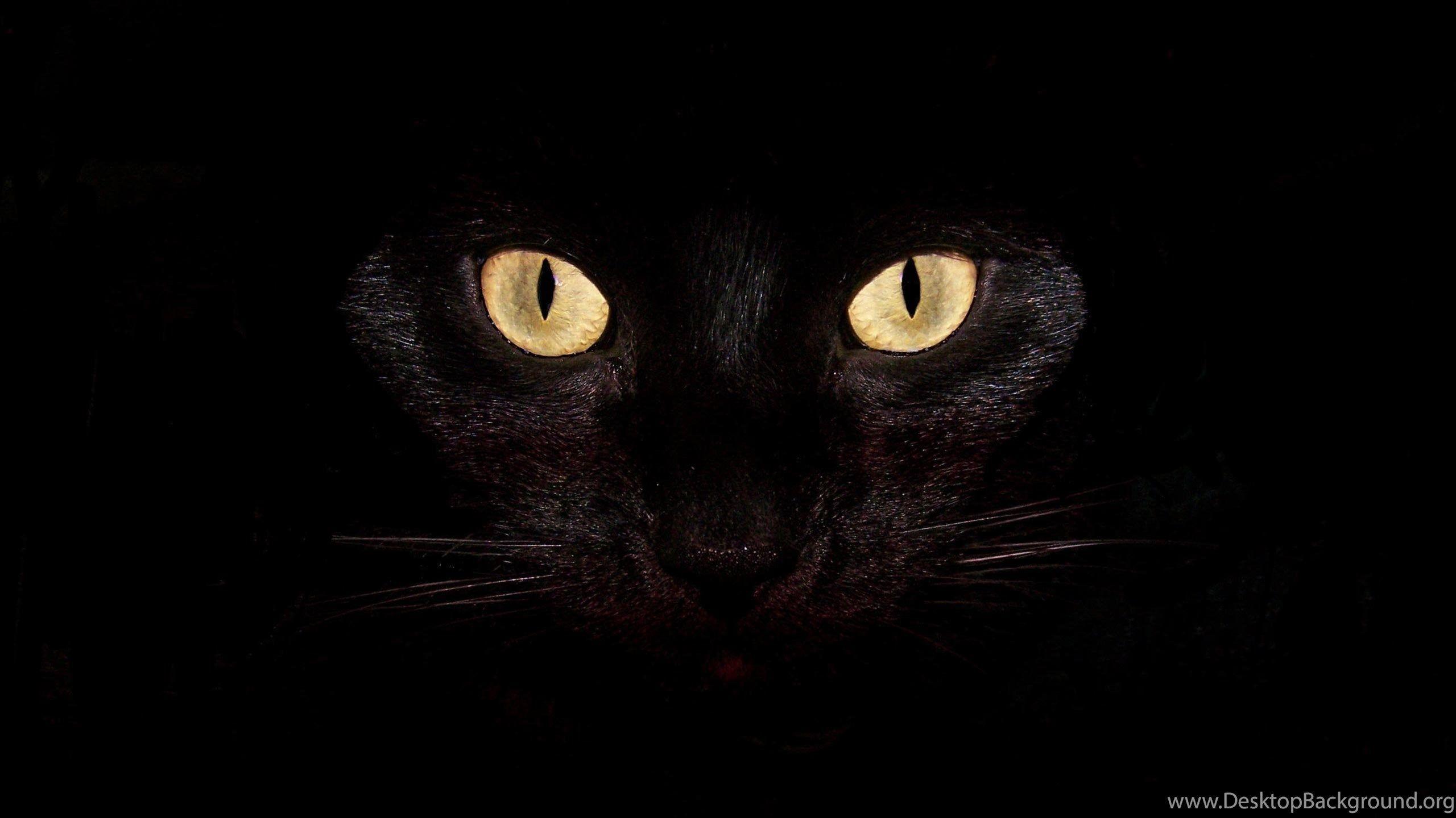 2560x1440 Black Cat Desktop Wallpaper, Black Cat Image, New Wallpaper Desktop Background