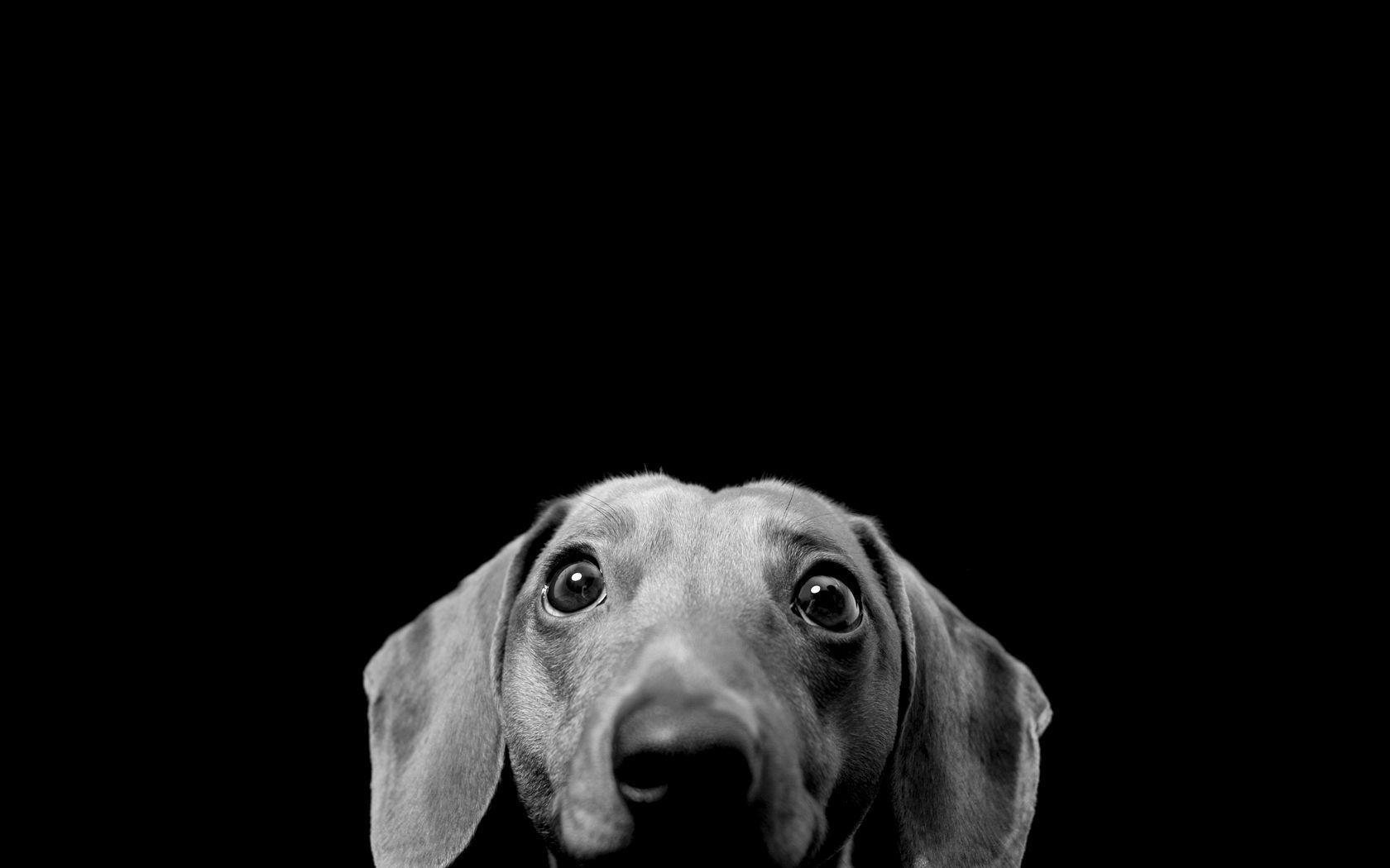 1680x1050 Black And White Dog Wallpaper