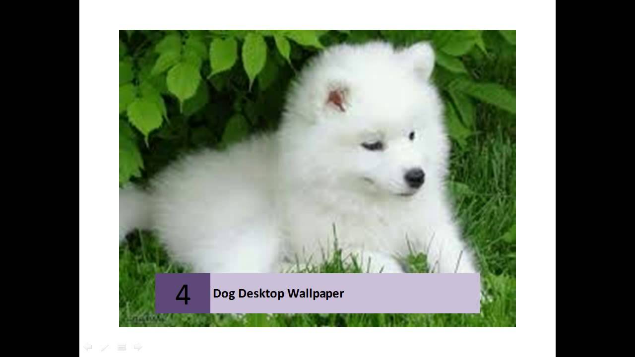 1280x720 Dogs Wallpaper and Background Desktop Wallpaper