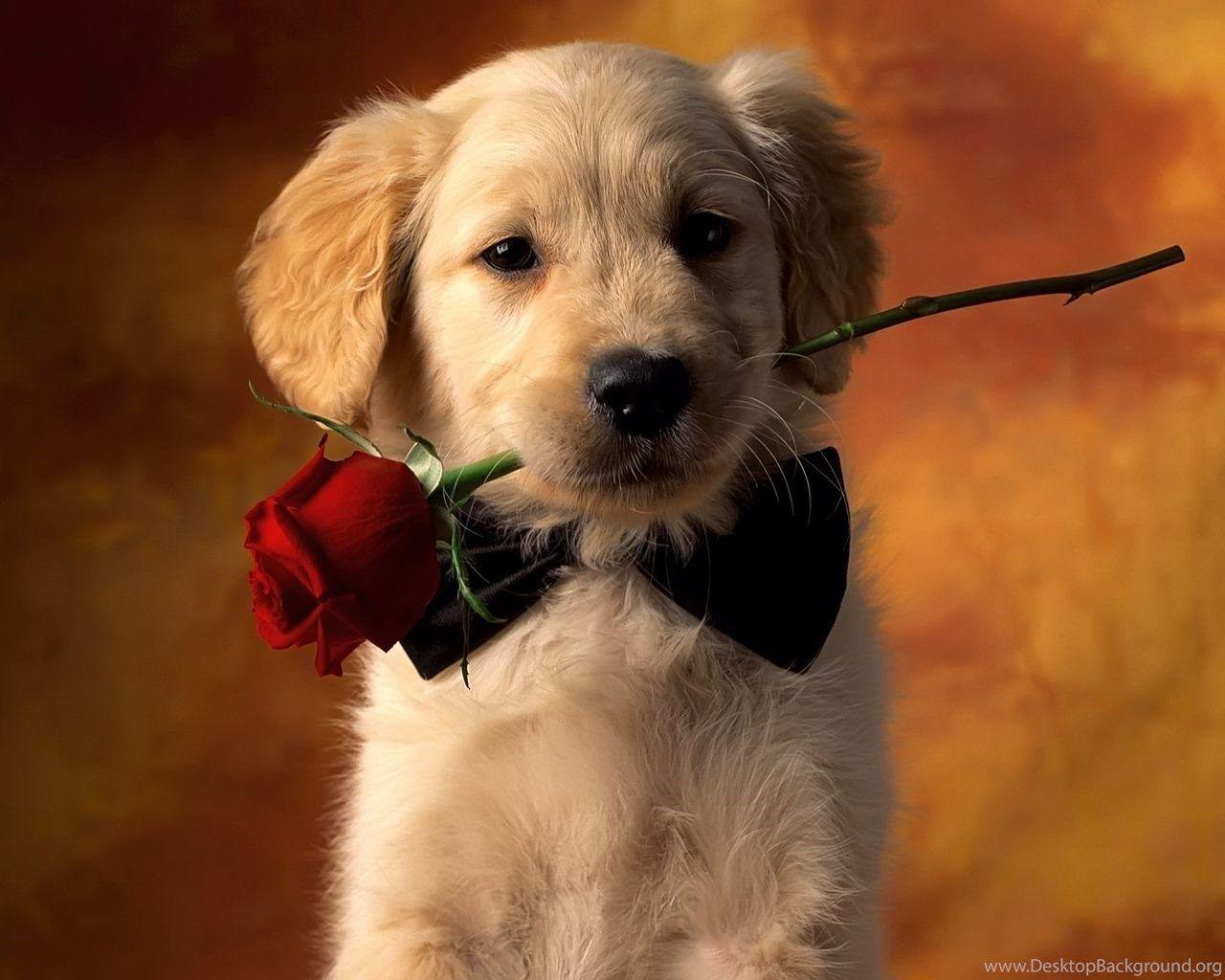 1280x1024 Small Dog Desktop Wallpaper, Small Dog Image, New Wallpaper Desktop Background
