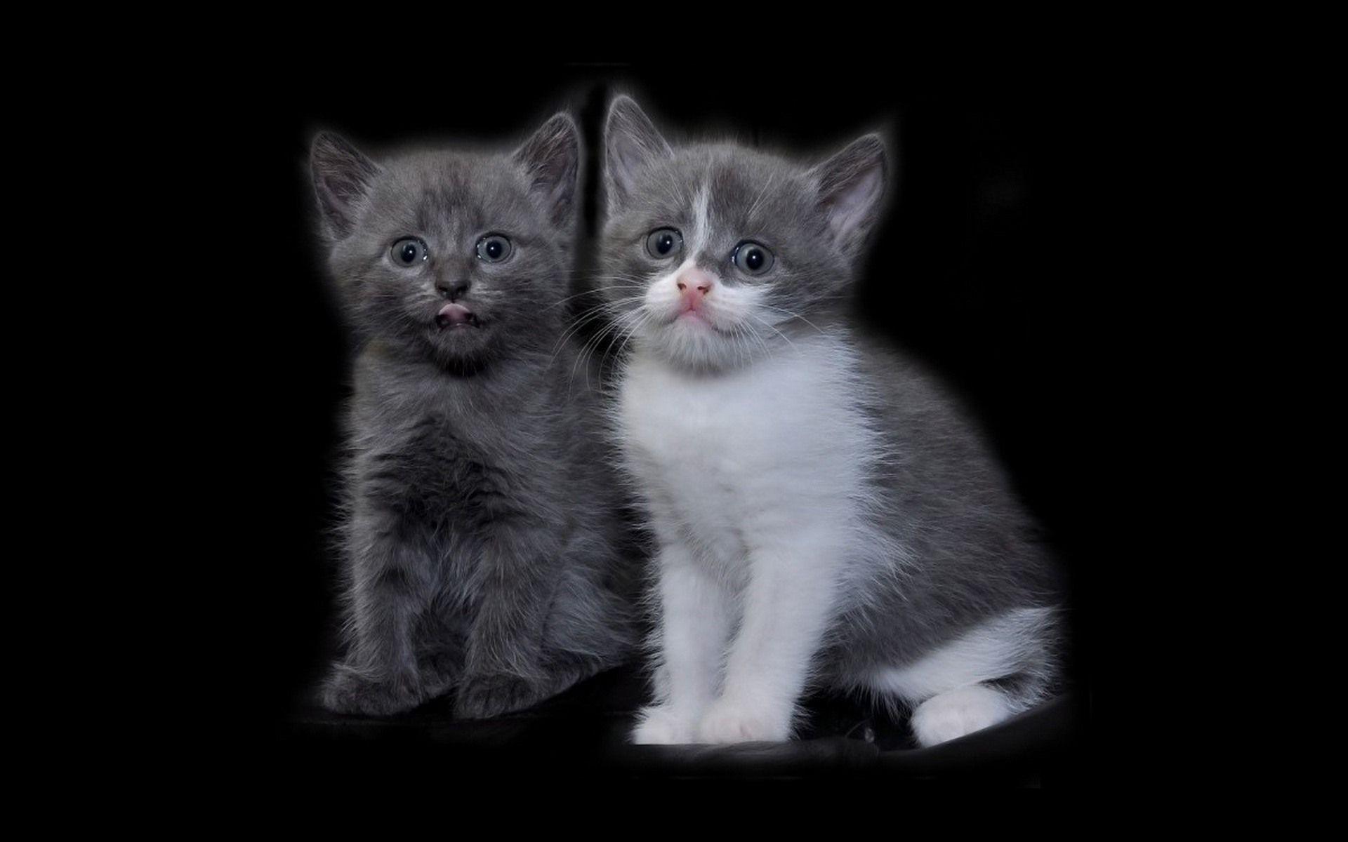 1920x1200 Cats Desktop Wallpaper FREE on