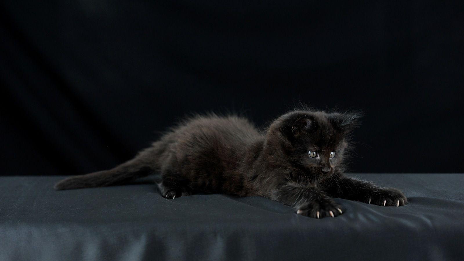 1600x900 wallpaper cats. Cat: photo desktop wallpaper. 1600x900