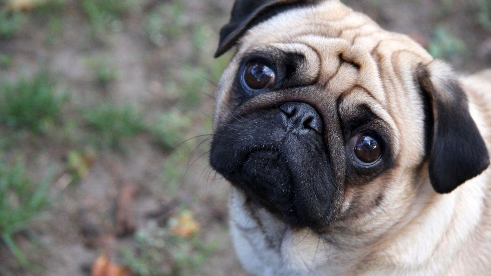 1920x1080 Dog Desktop Wallpaper On Wallpaperplay Pug Dog HD Wallpaper