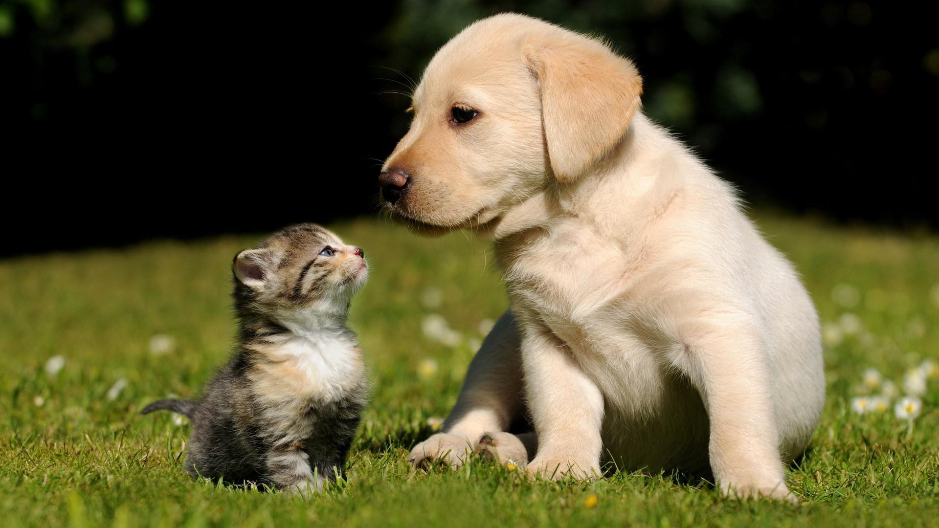 1920x1080 Nature Cats Animals Dogs Desktop Background HD desktop wallpaper : Widescreen : High Definition