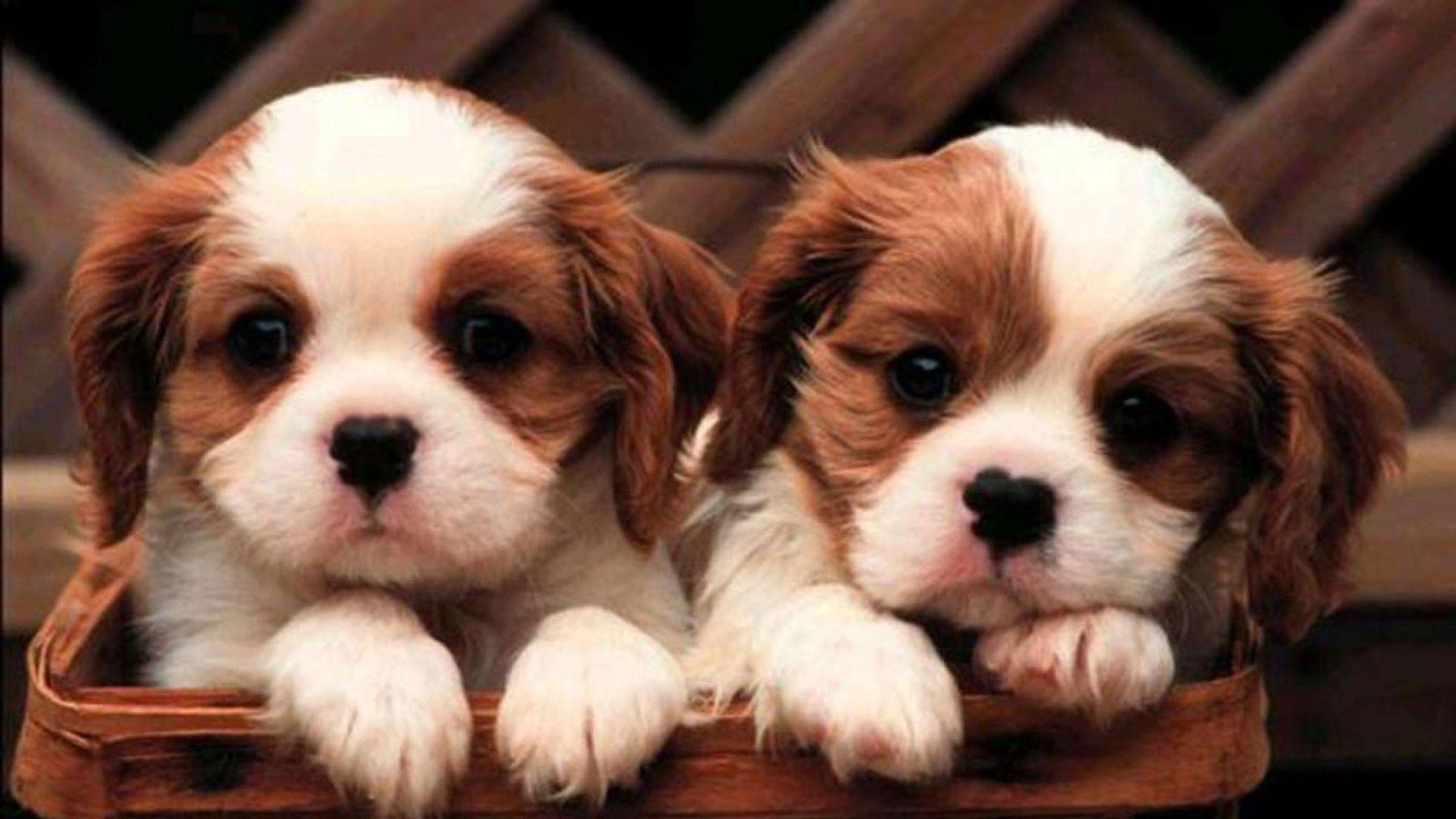 1920x1080 Puppy Desktop Background