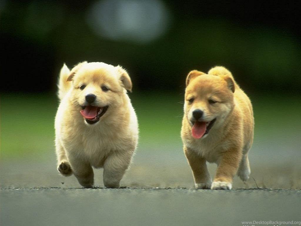 1024x768 Chow Chow Dogs HD Wallpaper Desktop Background