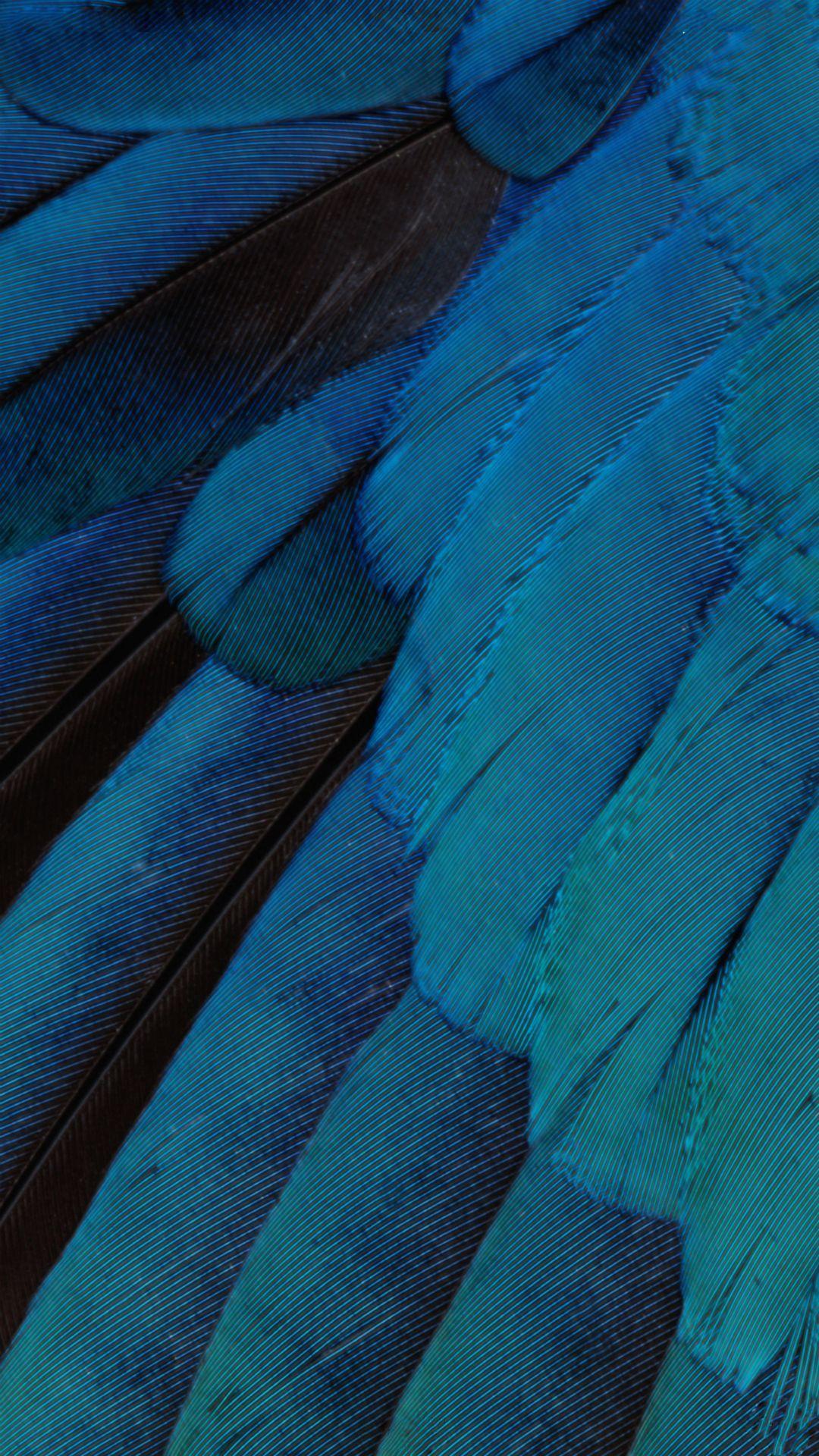 Blue Feather Wallpapers Top Free Blue Feather Backgrounds