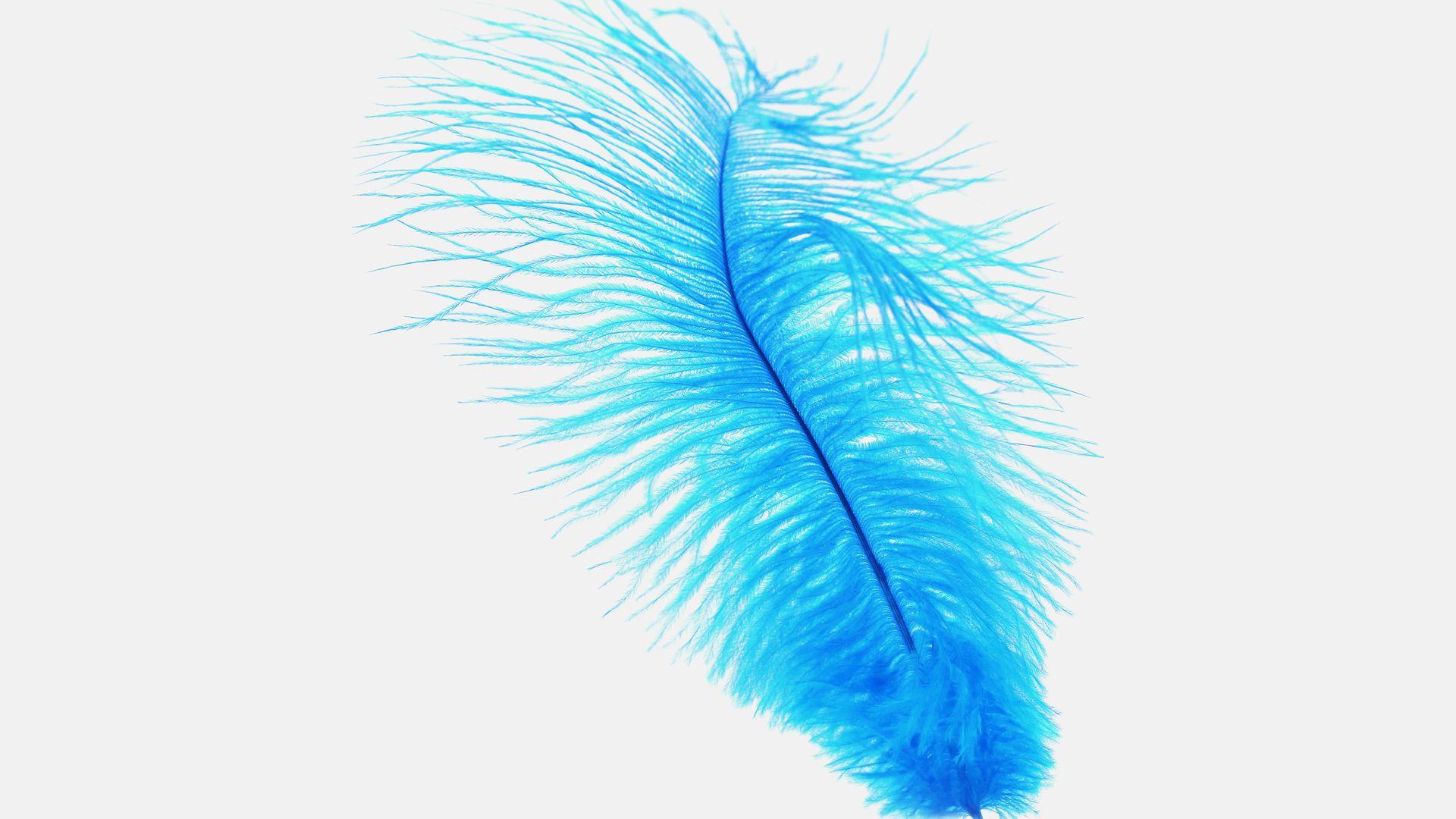 1920x1080 Blue Feather Laptop Full HD 1080P HD 4k Wallpaper, Image, Background, Photo and Picture