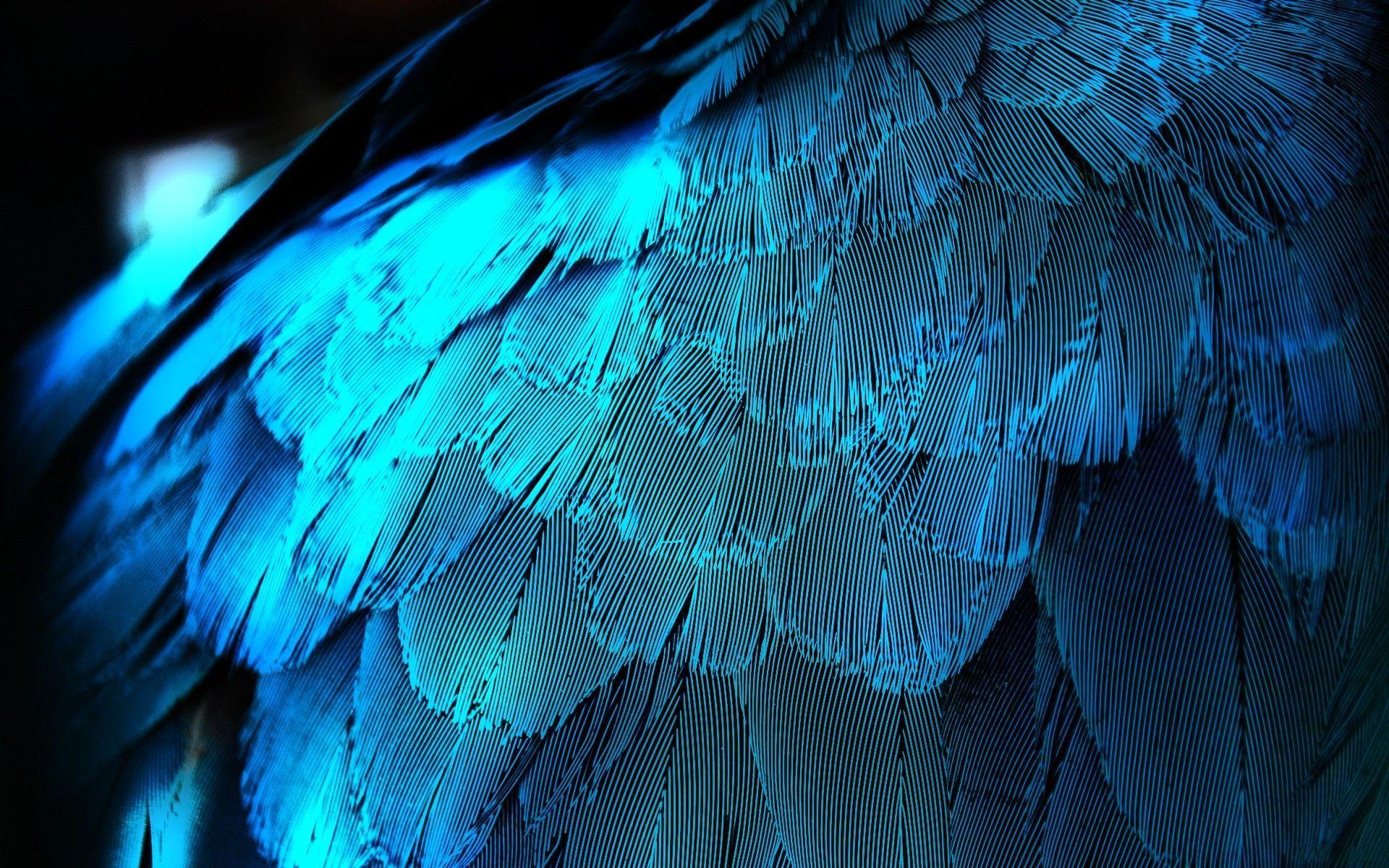 A rectangular image of blue feathers that resemble the dragon's own.