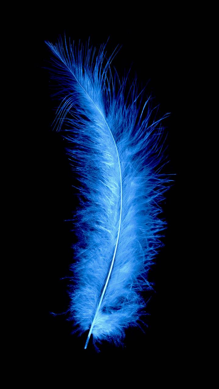 Blue Feather Wallpapers - Top Free Blue Feather Backgrounds