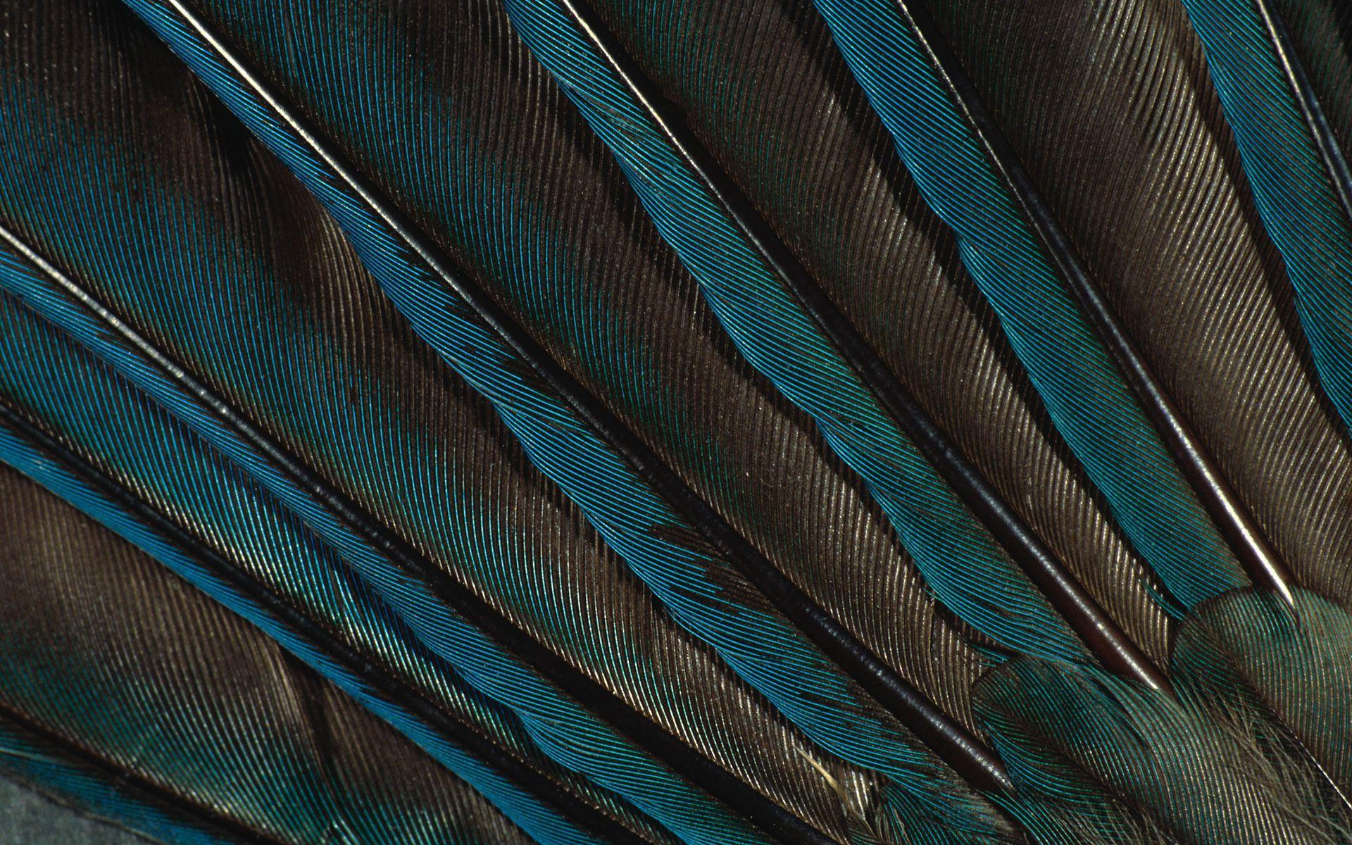 Moonlight Feather, Loose Feathers