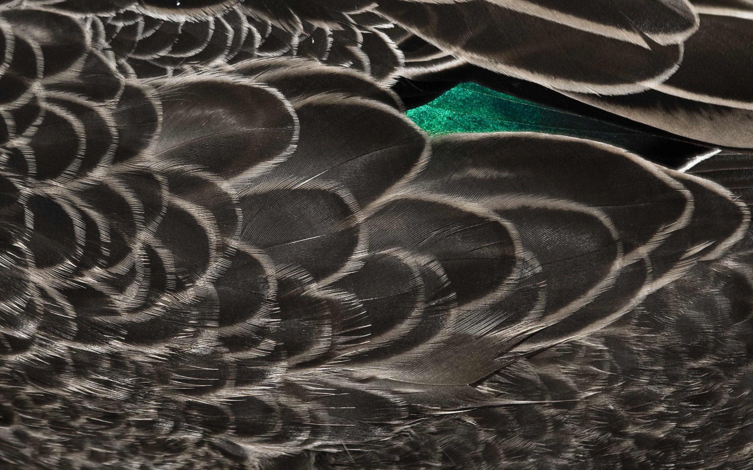 2560x1600 Bird feather wallpaperx1600