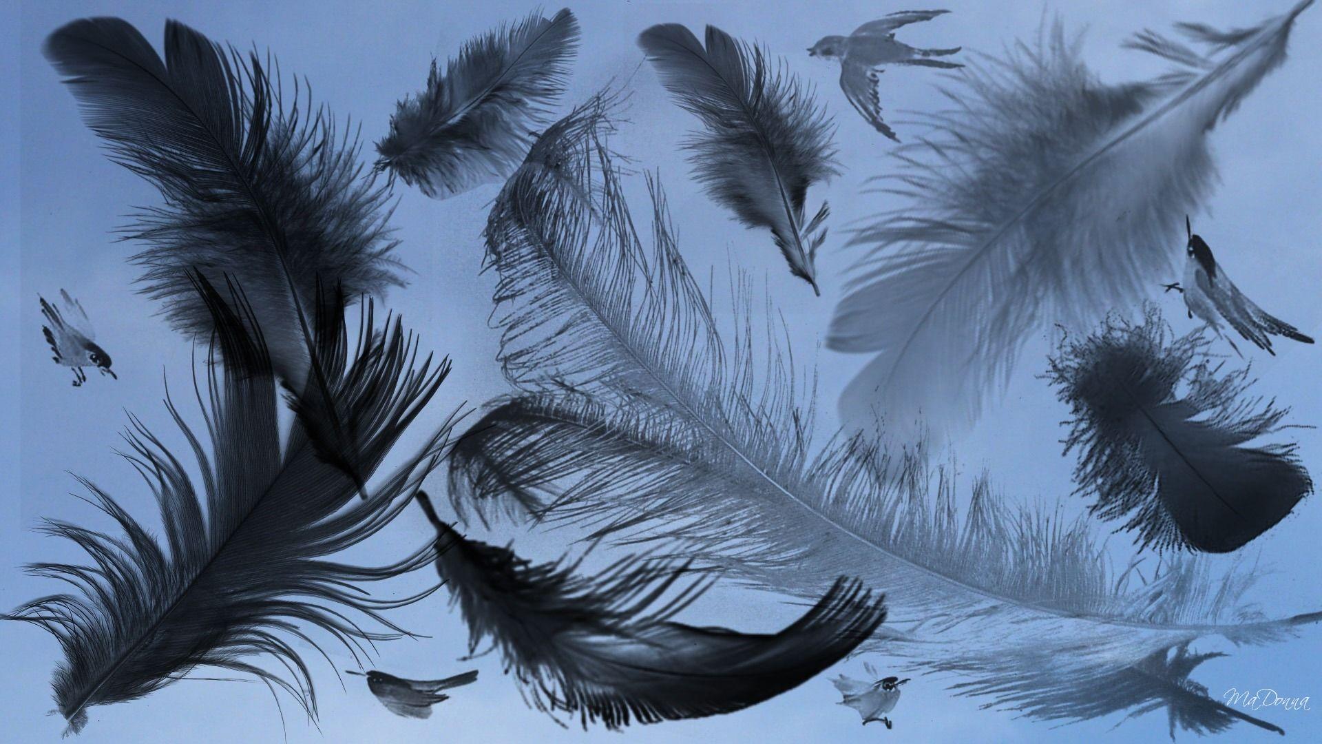 1920x1080 Desktop bird feather wallpaper