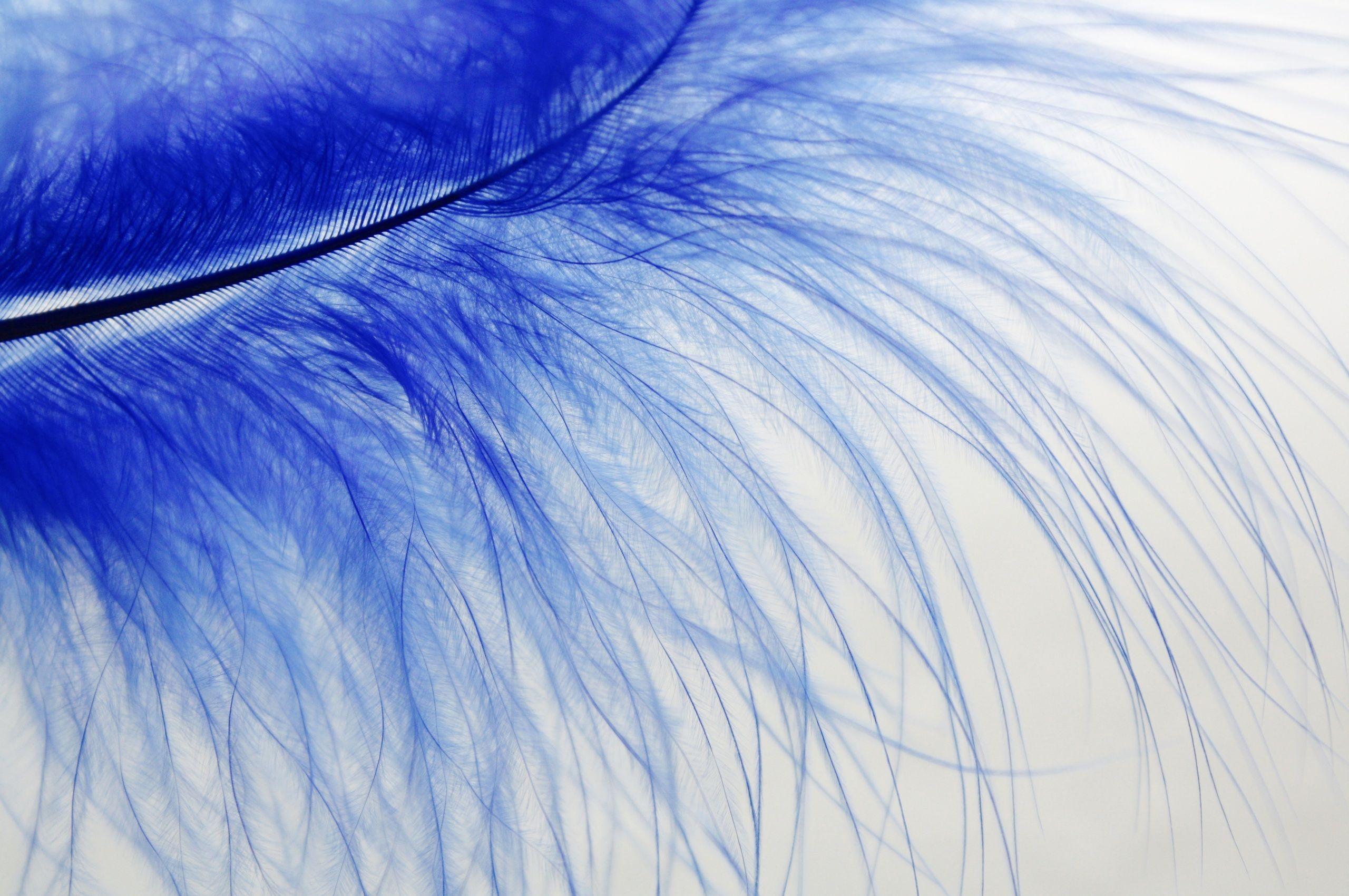 Blue Feather Wallpapers Top Free Blue Feather Backgrounds