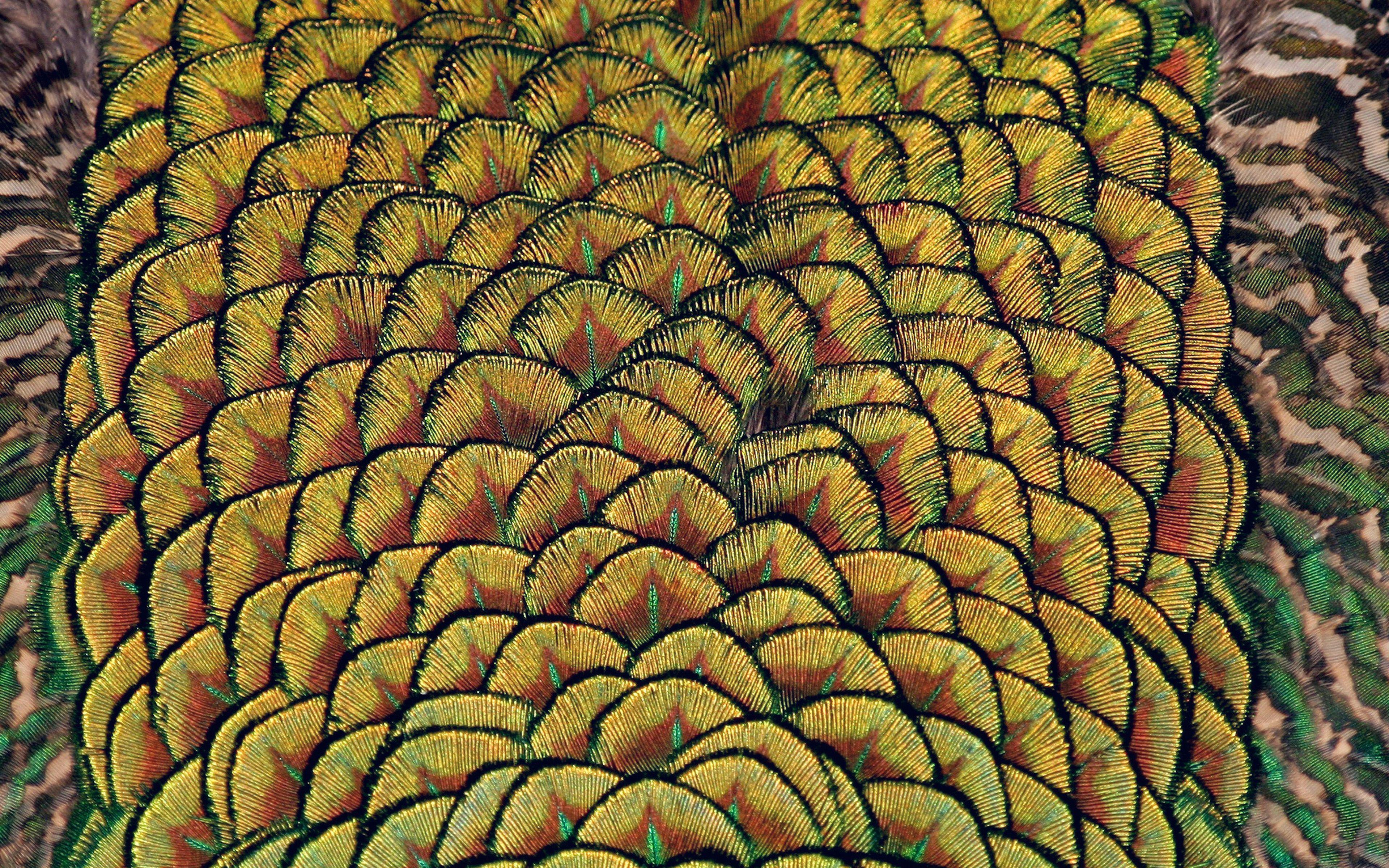 3840x2400 Peacock Bird Feather Wallpaper