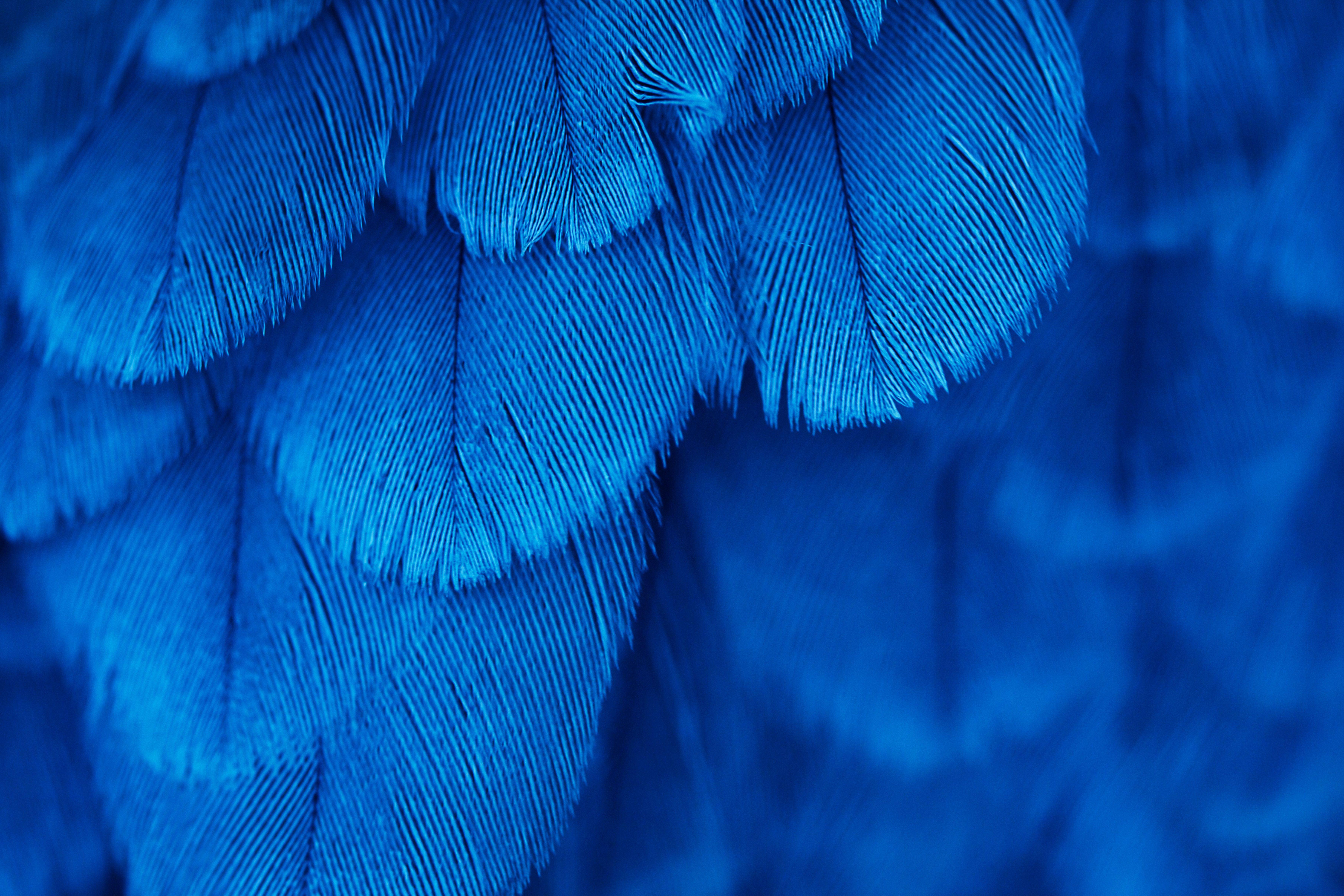 Blue Feather Wallpapers - Top Free Blue Feather Backgrounds -  WallpaperAccess