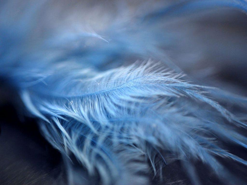 Blue Feather Wallpapers Top Free Blue Feather Backgrounds WallpaperAccess