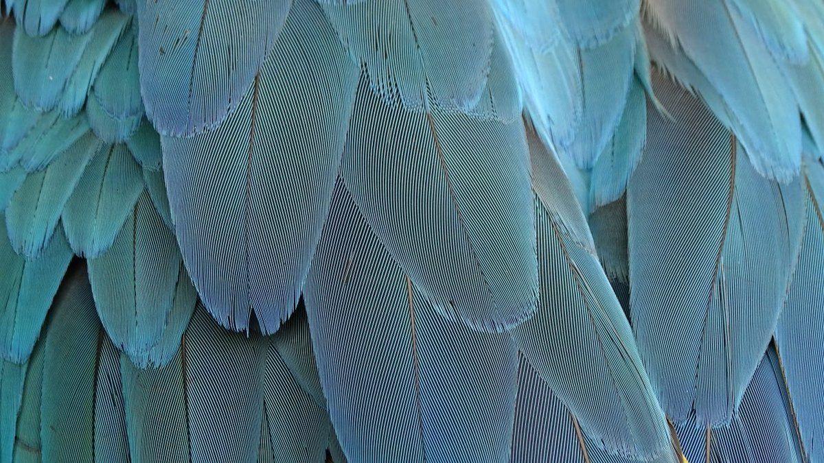 1200x675 Best Wallpaper Wallpaper Download Full 4K Wallpaper #Blue #Bird #Feather #UHDWallpaper KWallpaper #DesktopWallpaper #HDWallpaper #MobileWallpaper #wallpaper