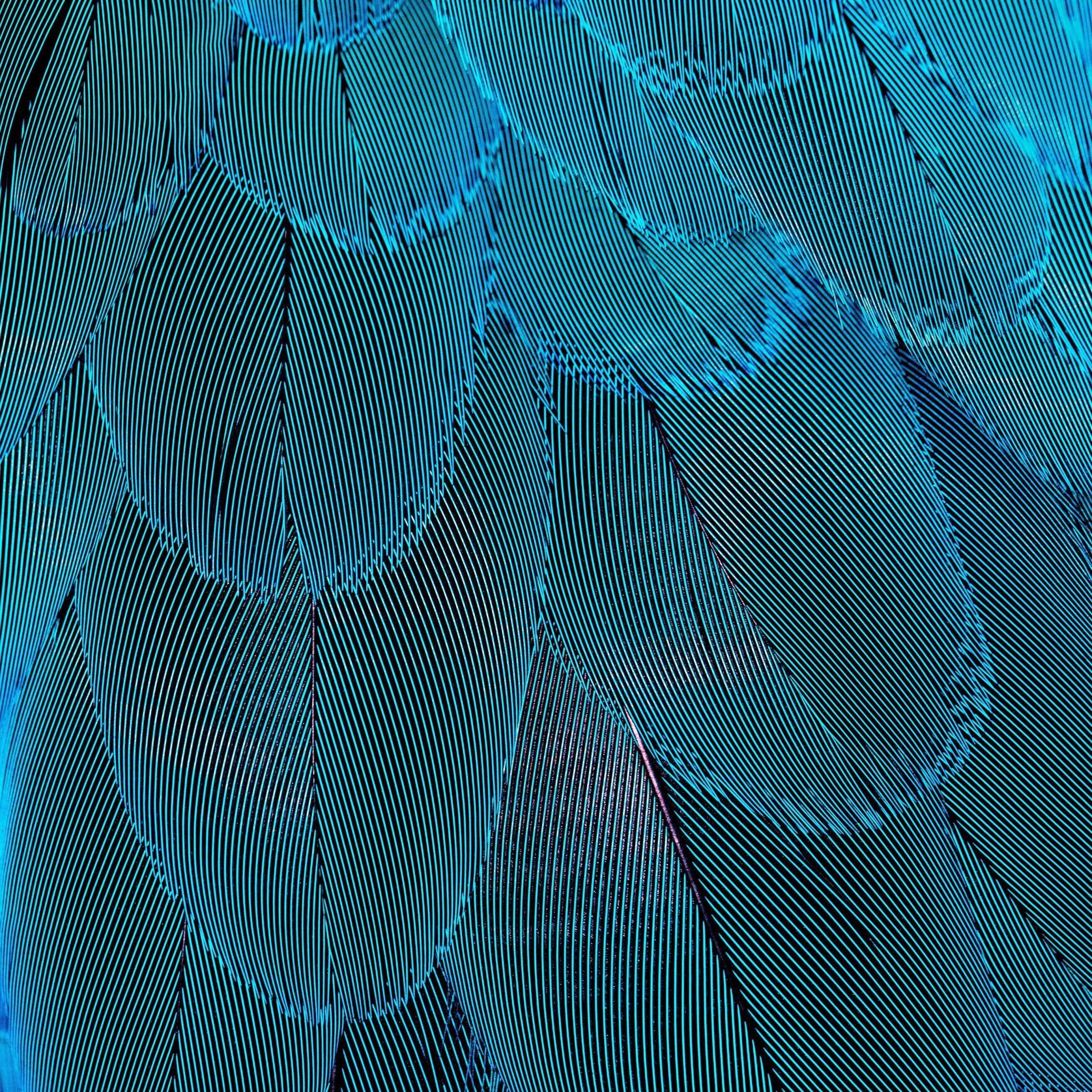 Blue Feather Wallpapers Top Free Blue Feather Backgrounds WallpaperAccess