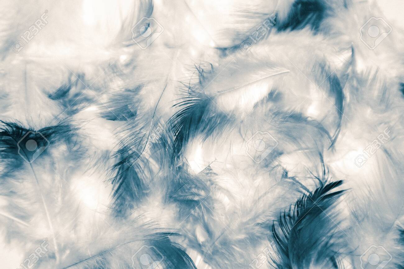 Blue Feather Wallpapers - Top Free Blue Feather Backgrounds
