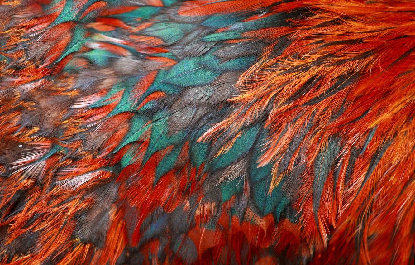 1332x850 Wallpaper bird, texture, feathers, color image for desktop, section текстуры