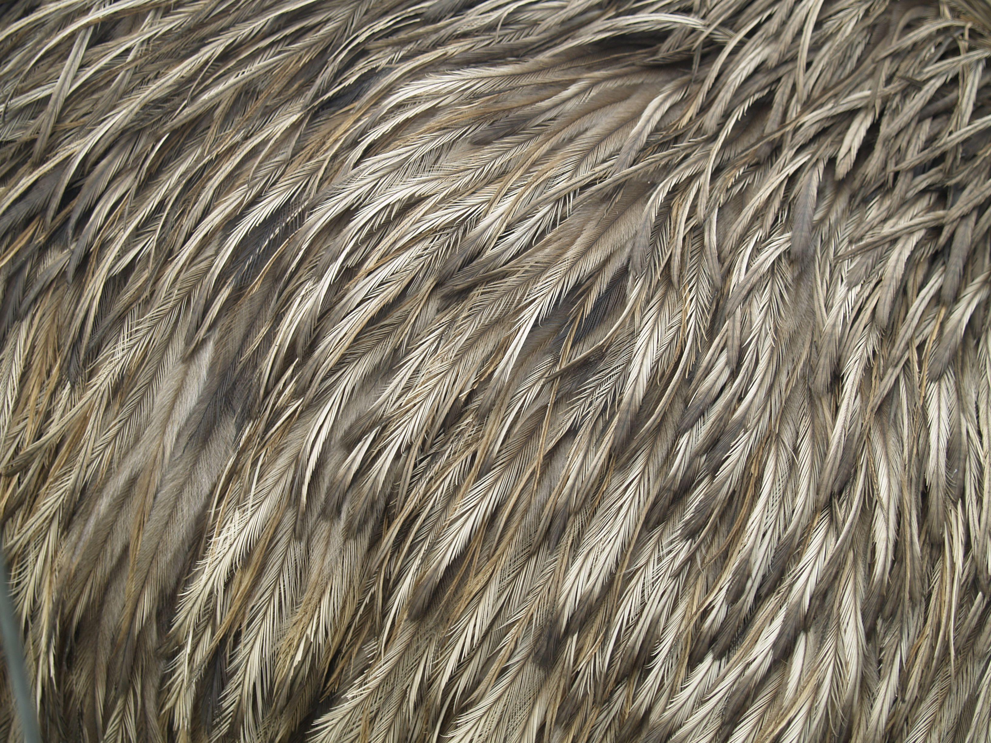 3264x2448 Feathers Wallpaper 37 - [3264x2448]