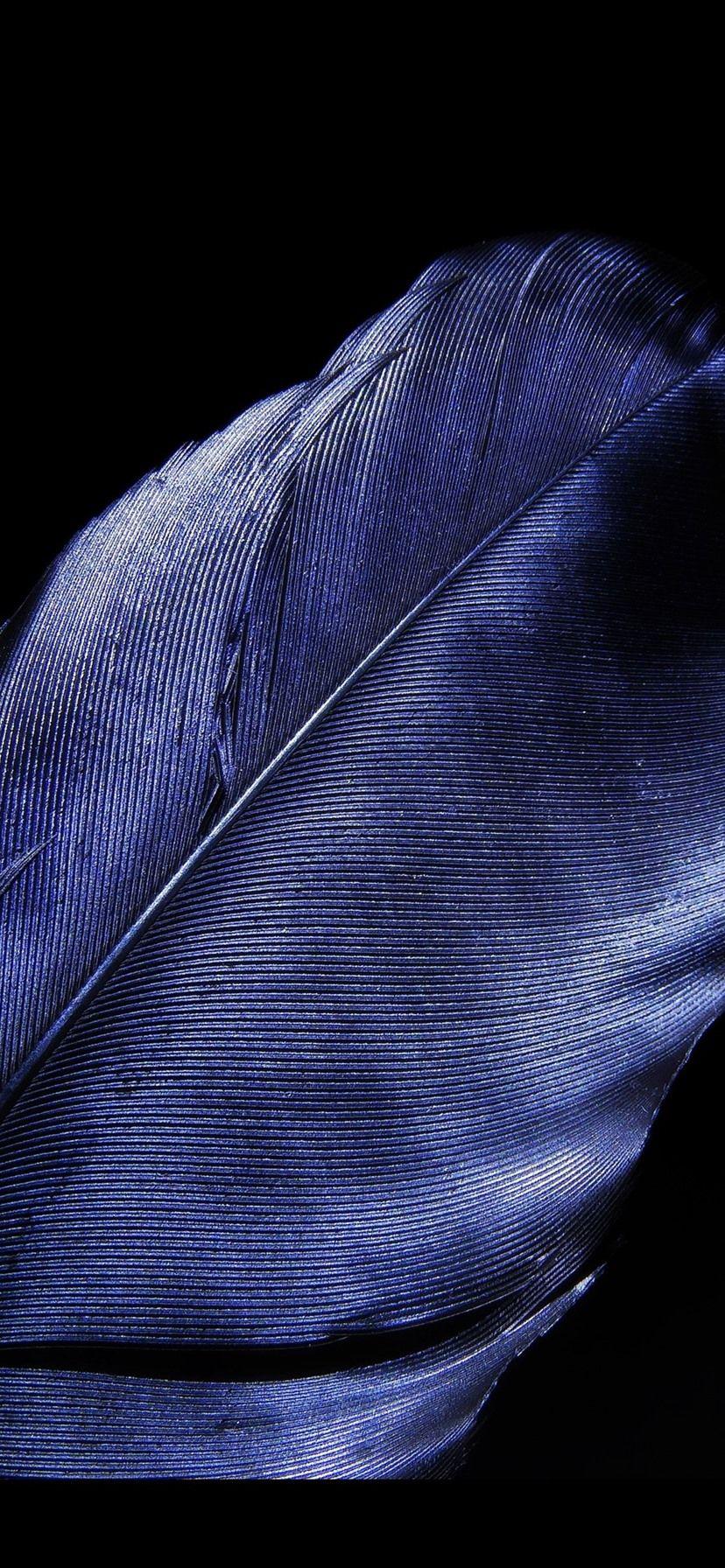 Blue Feather Wallpapers Top Free Blue Feather Backgrounds WallpaperAccess