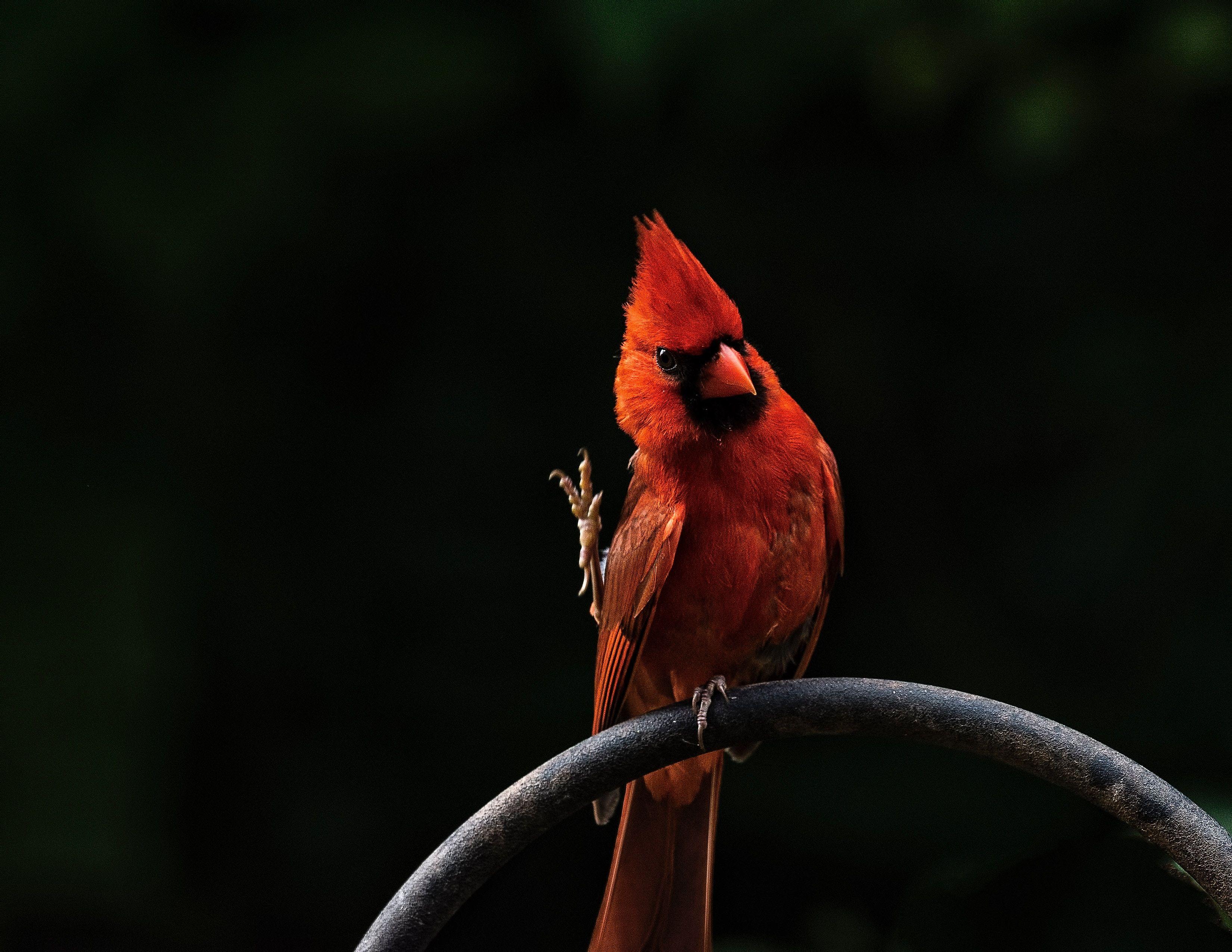 3300x2550 Red Bird Feathers, HD Birds, 4k Wallpaper, Image, Background, Photo and Picture