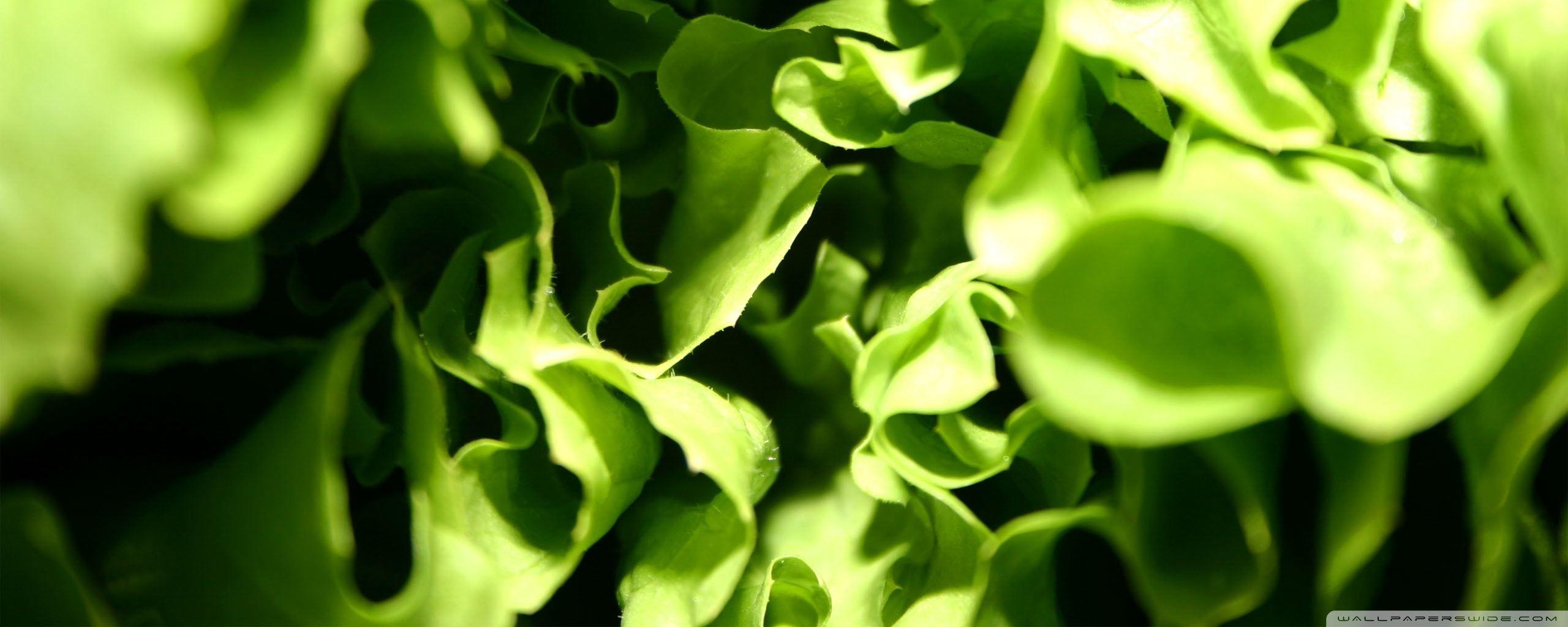 2560x1024 Lettuce Macro Ultra HD Desktop Background Wallpaper for 4K UHD TV : Multi Display, Dual Monitor : Tablet
