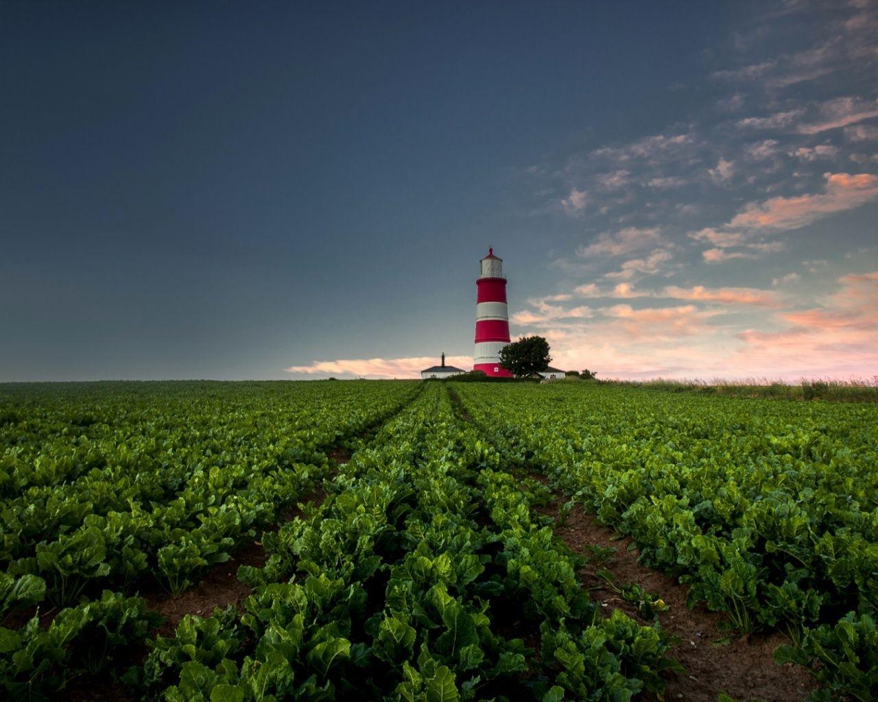 1280x1024 Lettuce Field & Light House desktop PC and Mac wallpaper