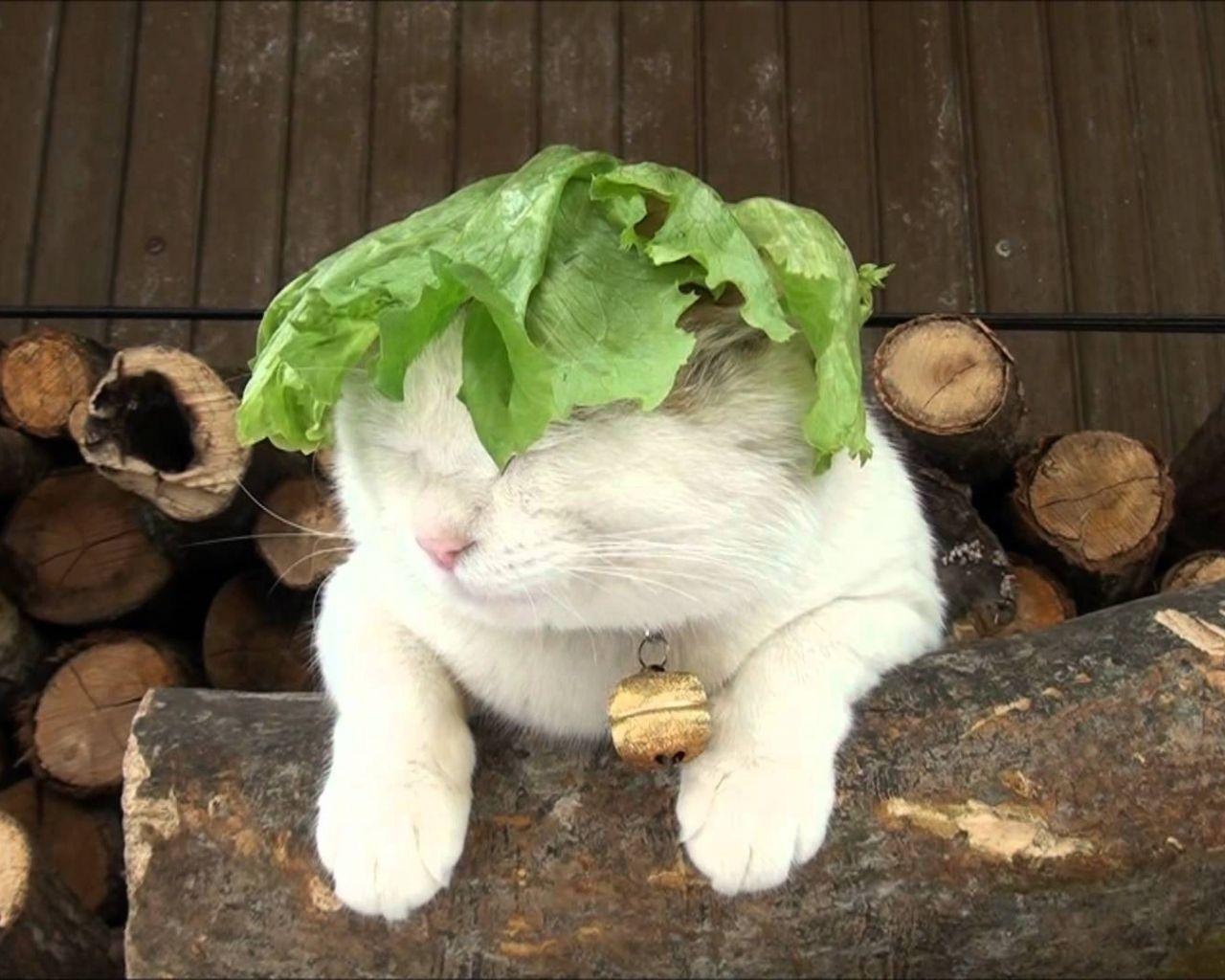1280x1024 Free download Lettuce [1920x1080] for your Desktop, Mobile & Tablet. Explore Lirik Wallpaper. Lirik Cat Wallpaper, Lirik Thump Wallpaper, Song Lyrics Wallpaper