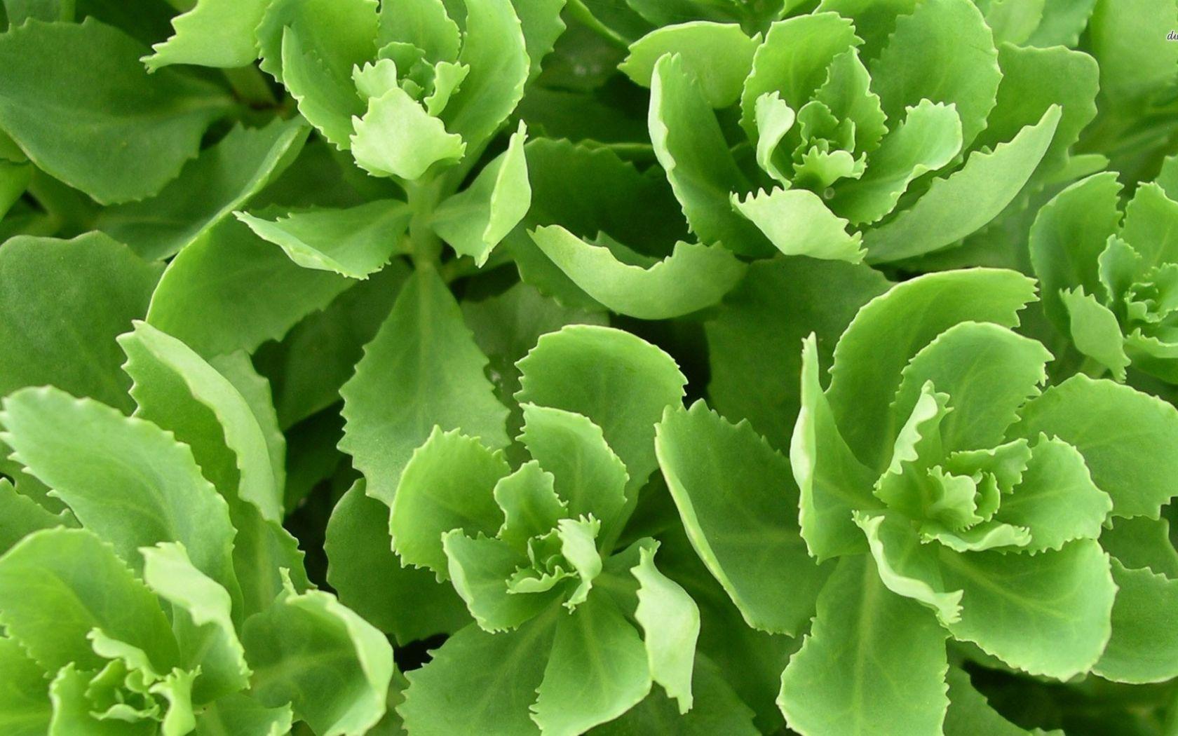 1680x1050 Free download Of Lettuce Leaf With Background And Wallpaper Photo Pelauts [1920x1080] for your Desktop, Mobile & Tablet. Explore Romain Rains Free Wallpaper. Romain Rains Free Wallpaper, Free Wallpaper, Free Wallpaper
