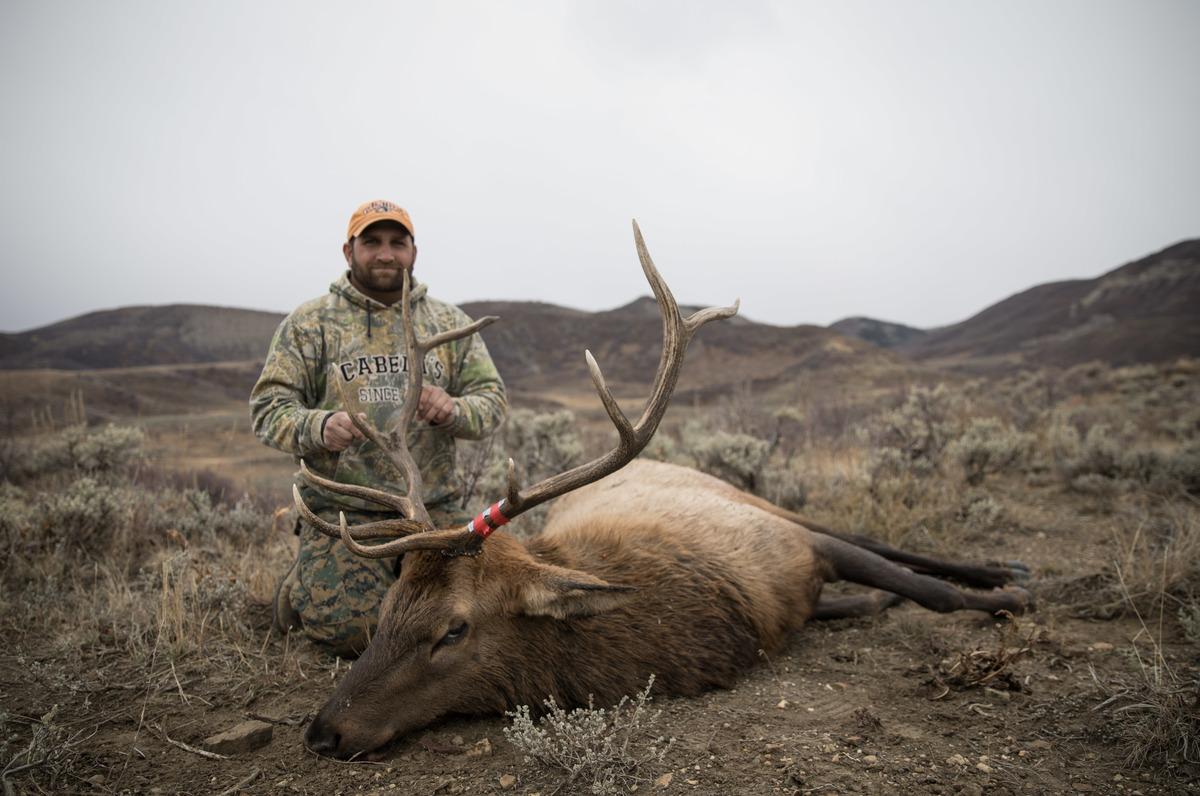 Elk mountain. Обои охота. Rocky Mountain Elk. Хантинг.