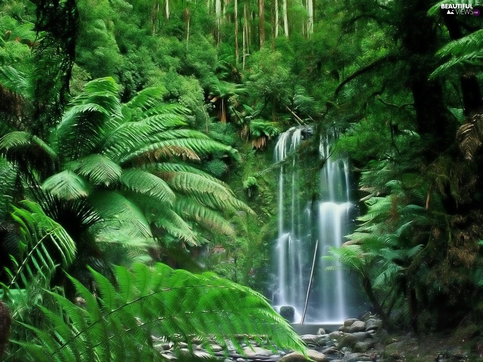 1600x1200 fern, waterfall, Tropical views wallpaper: 1600x1200