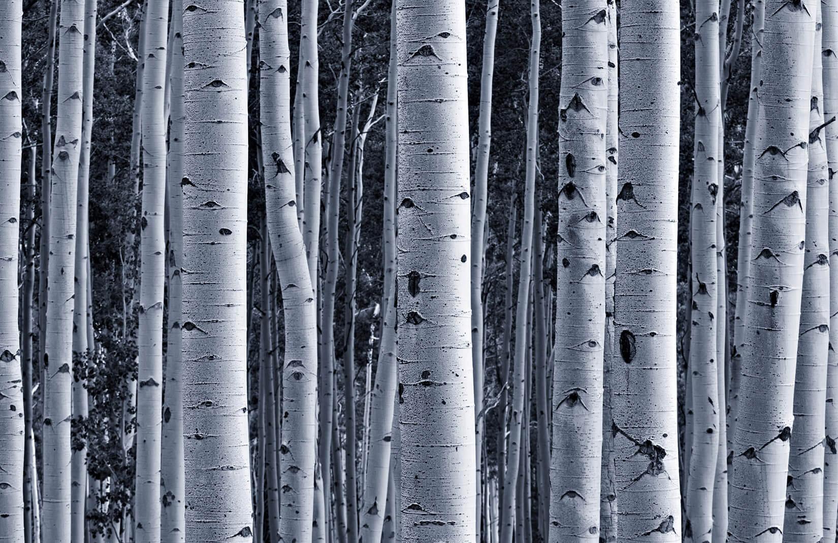 birch tree desktop wallpaper