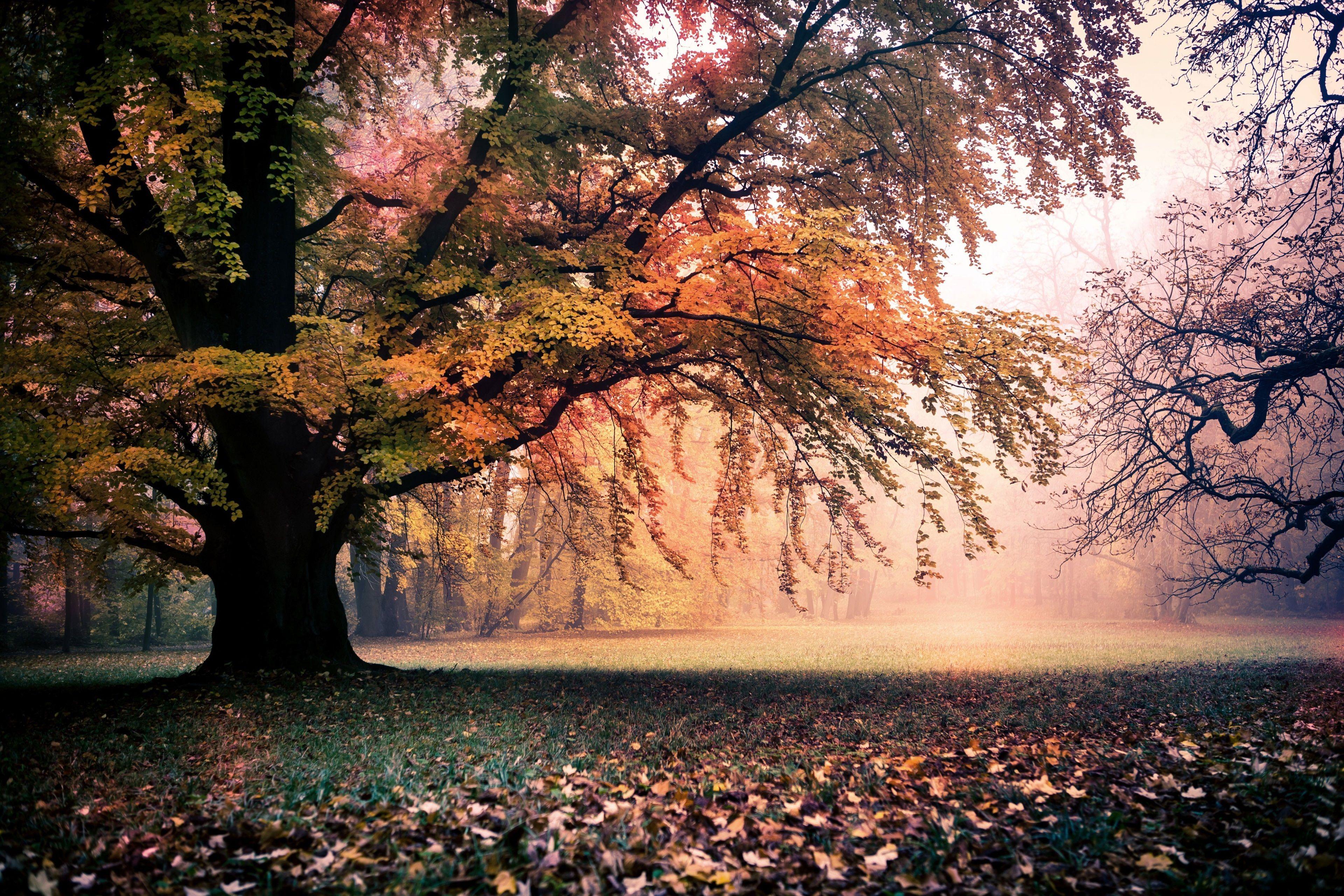 3840x2560 trees 4k wallpaper for pc in HD. Macbook air wallpaper, Imac wallpaper, Macbook pro wallpaper