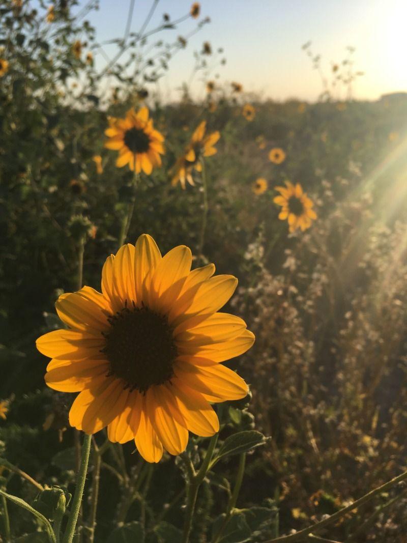800x1067 flower aesthetics