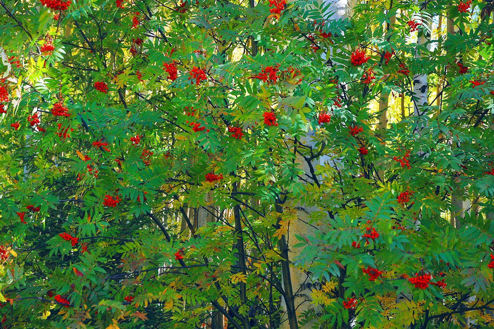 1600x1064 Beautiful tree Computer Wallpaper, Desktop Background