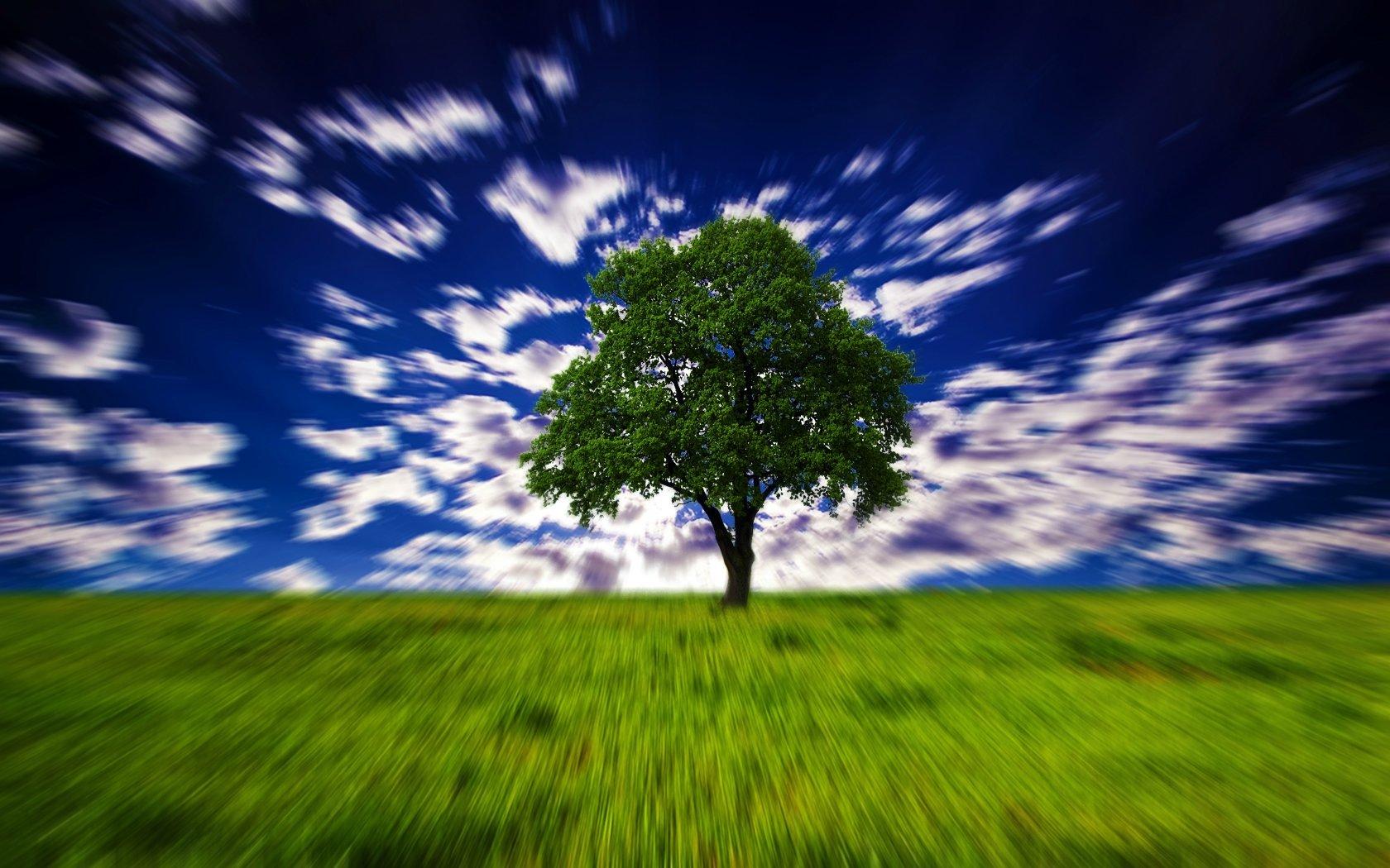 1680x1050 Lonely Tree wallpaper 1680x1050 desktop background