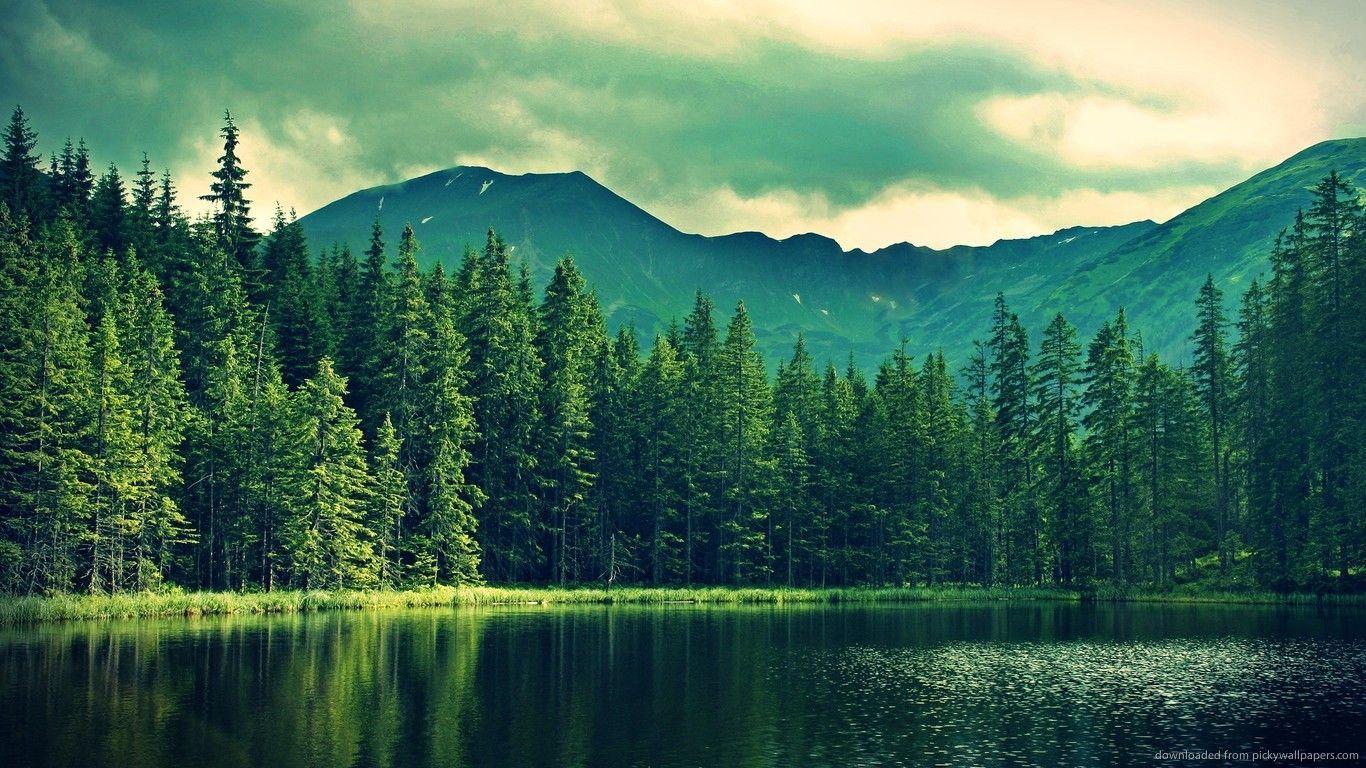 1366x768 Tree Computer Wallpaper