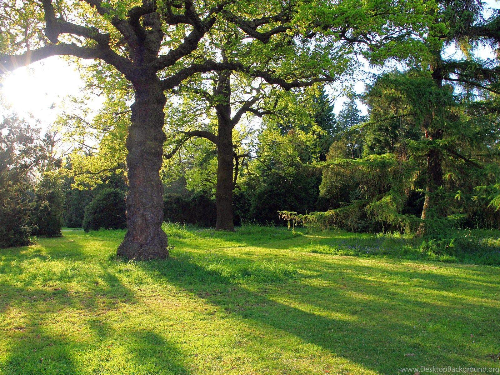 1600x1200 Oak Tree Computer Wallpaper, Desktop Background Desktop Background