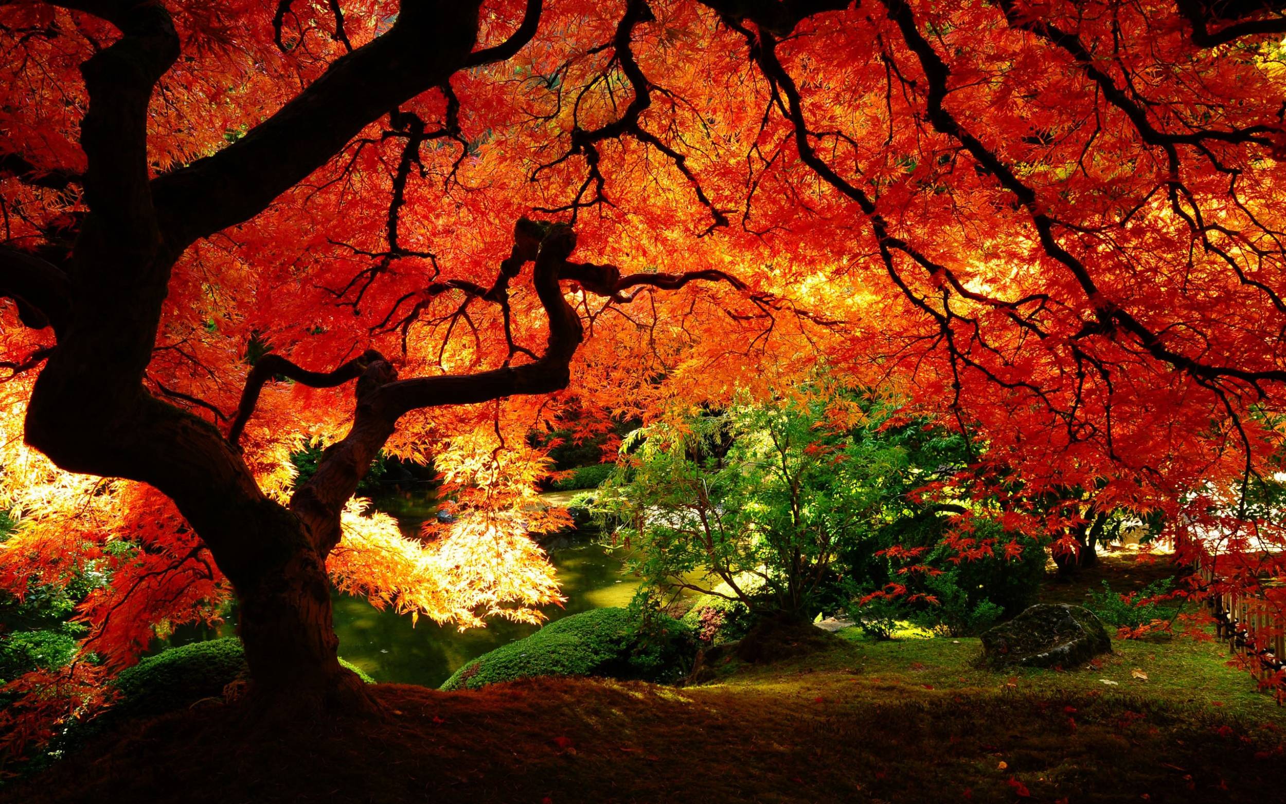 2500x1562 Tree Computer Wallpaper