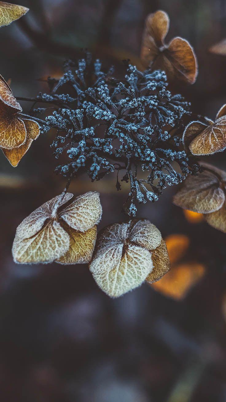 736x1308 Wonderful Winter World iPhone X Wallpaper