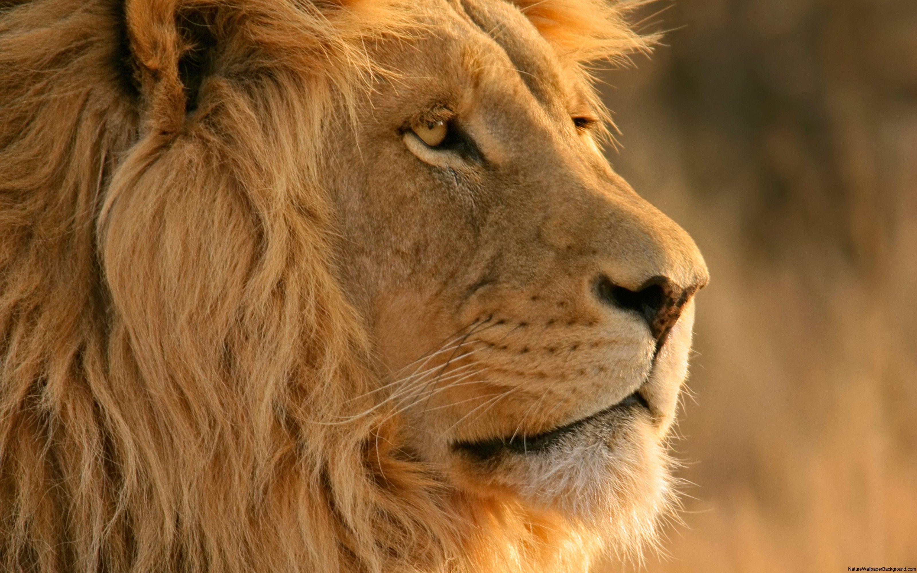 3200x2000 Majestic Lion Nature Wallpaper : High .