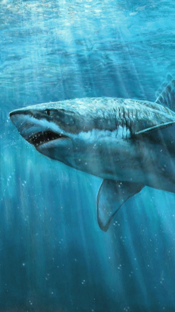720x1282 great white shark wallpaper. animated shark wallpaper. shark gif scary. shark attack wallpaper. Shark background, Sharks scary, Animated shark