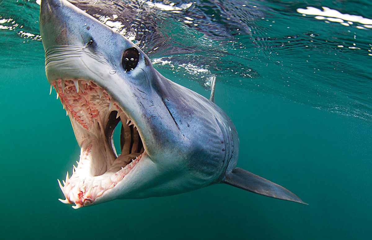 1200x774 1200x774px Mako Shark 72.81 KB