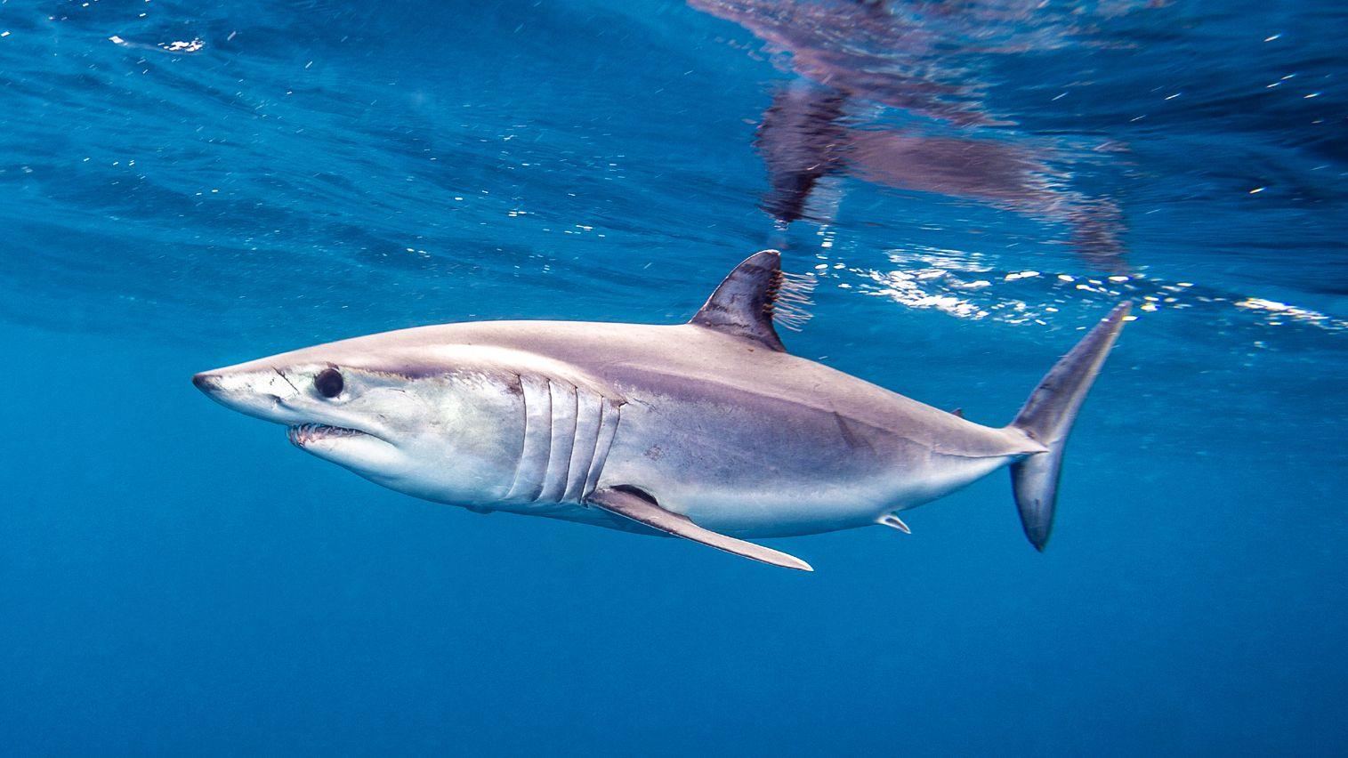 1515x852 1515x852px Mako Shark 1376.28 KB